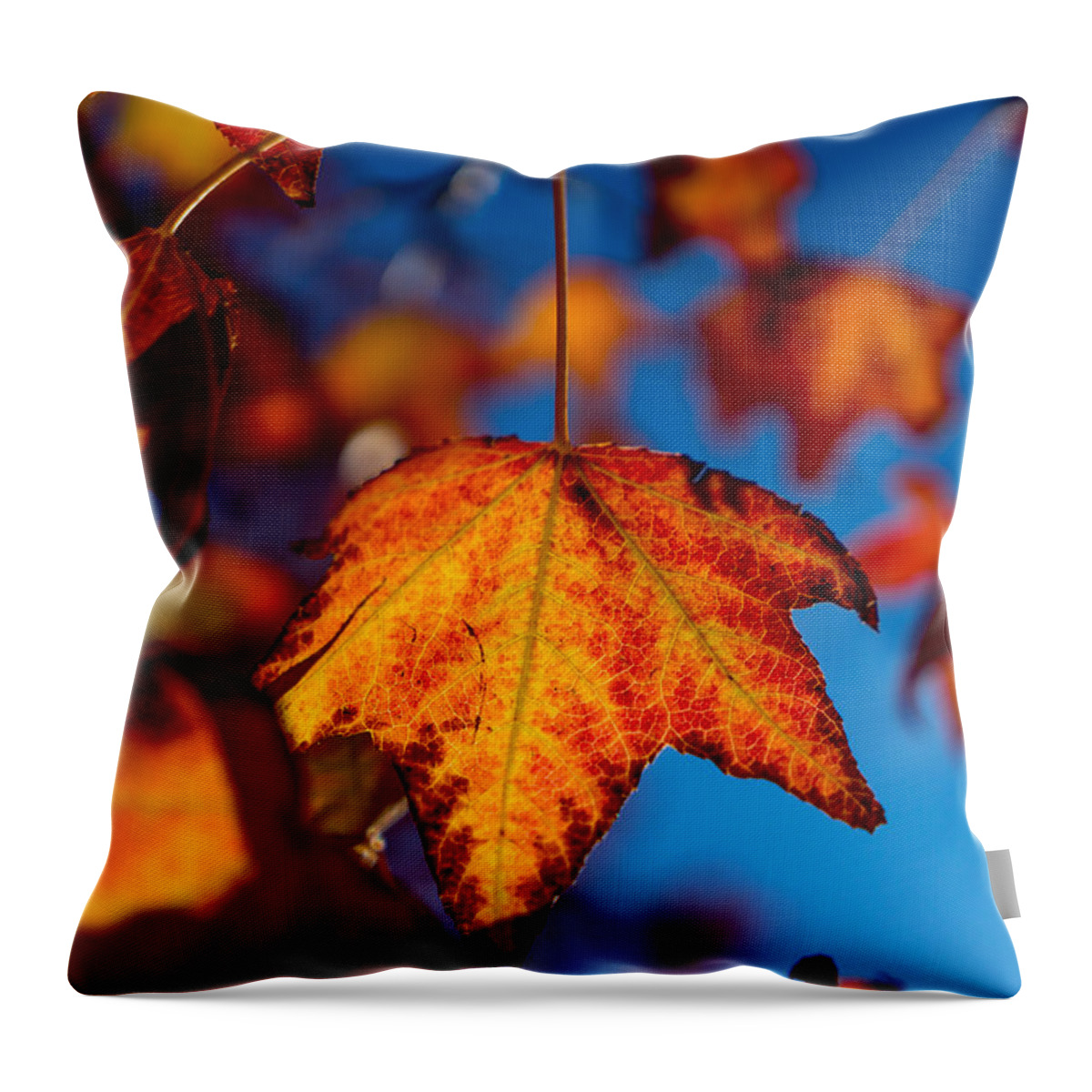Fall Throw Pillow featuring the photograph Hanging On by Derek Dean