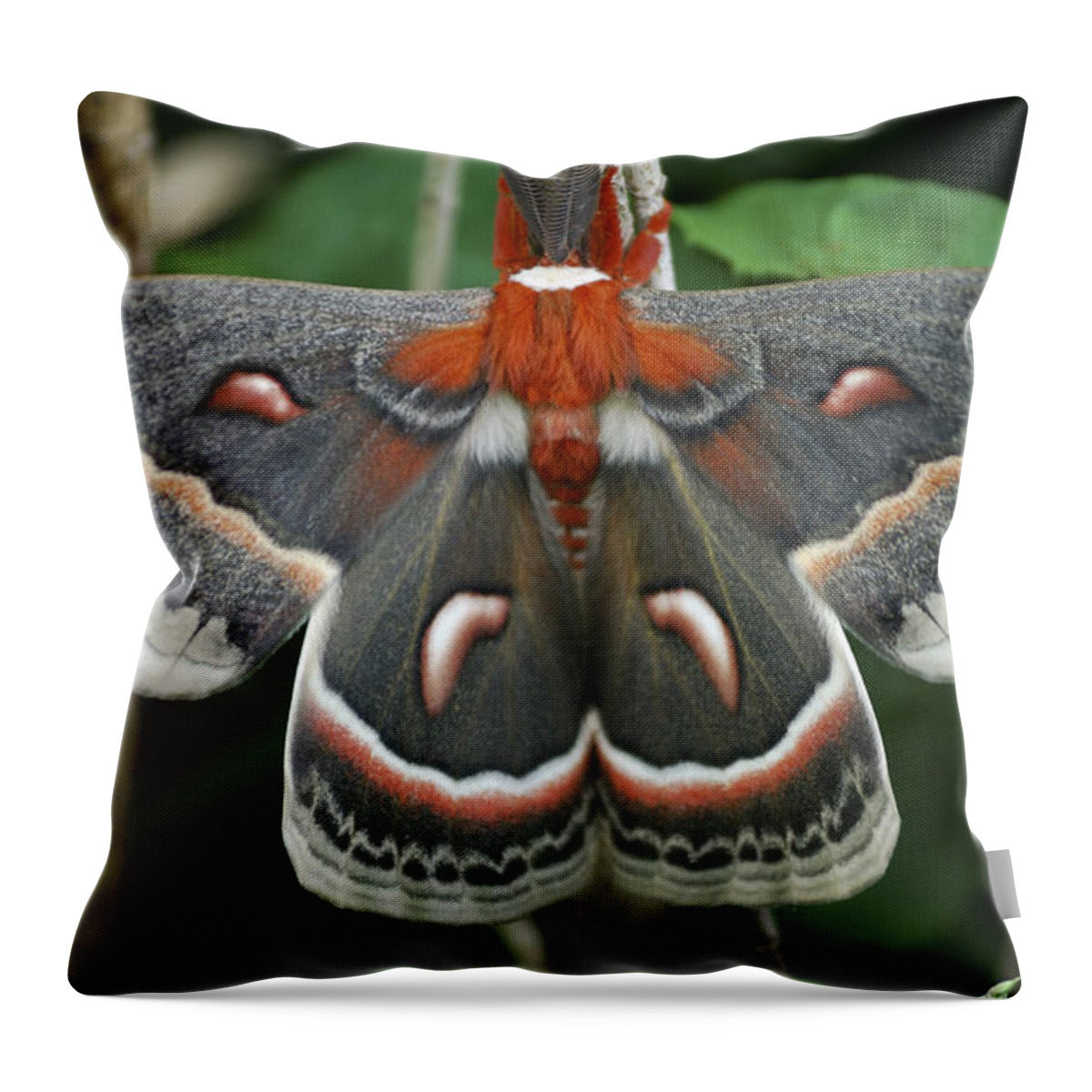 Cecropia Moth Throw Pillow featuring the photograph Happy Birthday by Randy Bodkins