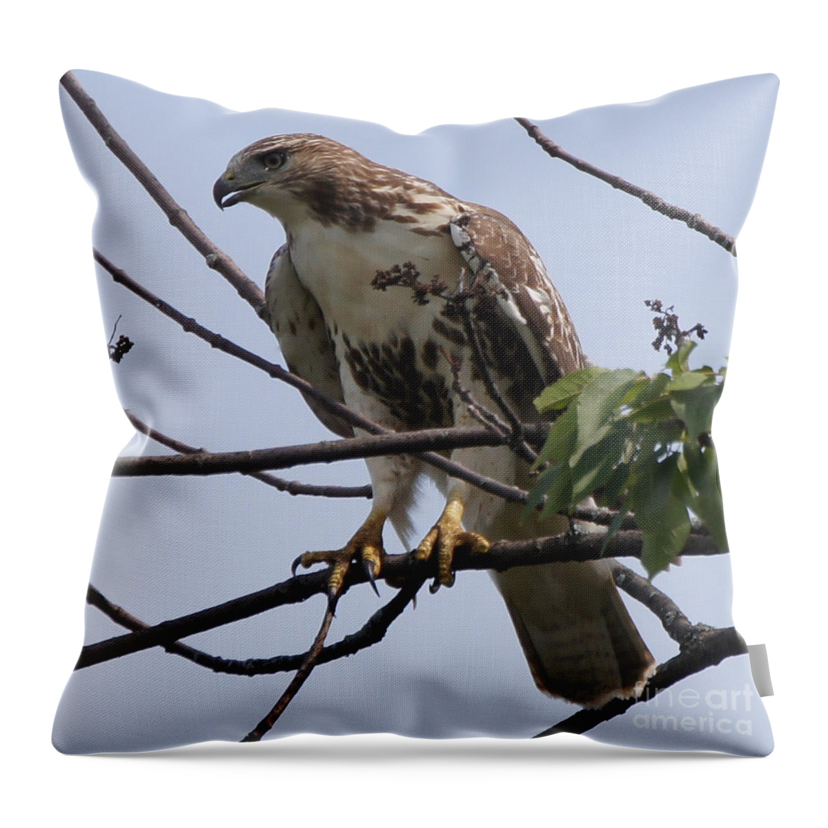 Hawk Throw Pillow featuring the photograph Hawk Before The Kill by Robert Alter Reflections of Infinity