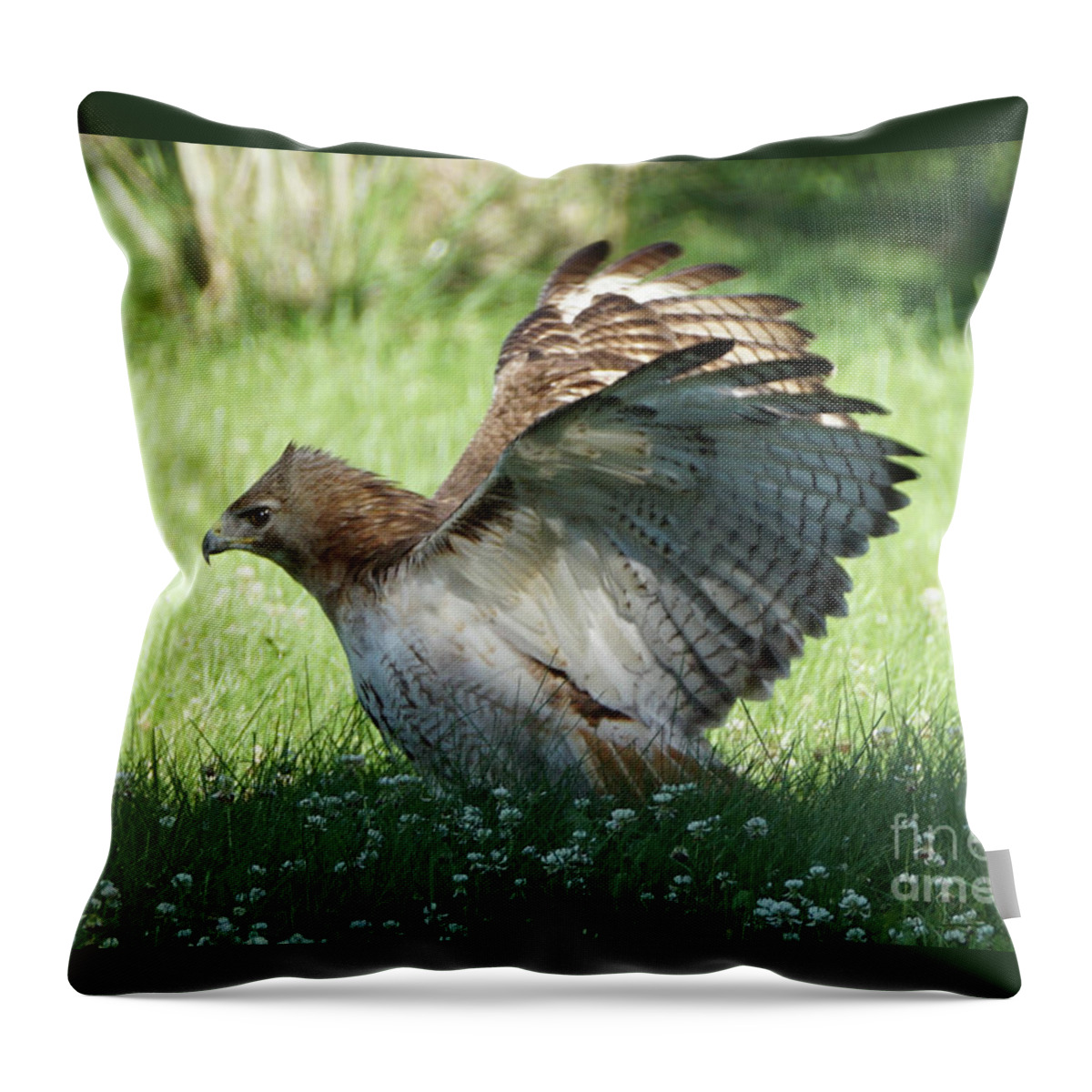 Hawk Throw Pillow featuring the photograph Hawk on the Ground 3 by Robert Alter Reflections of Infinity