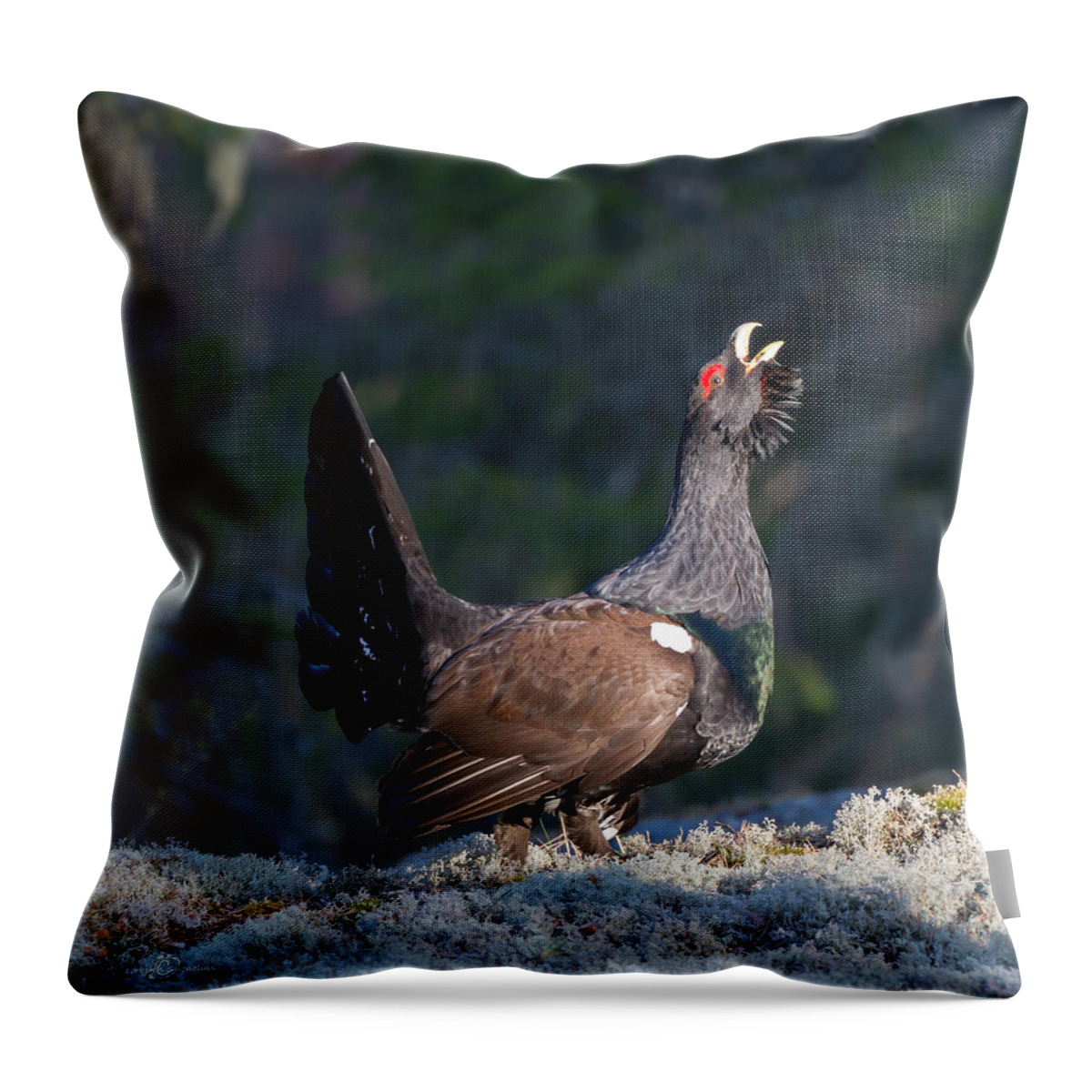 Heather Cock In The Morning Sun Throw Pillow featuring the photograph Heather Cock in the Morning Sun by Torbjorn Swenelius