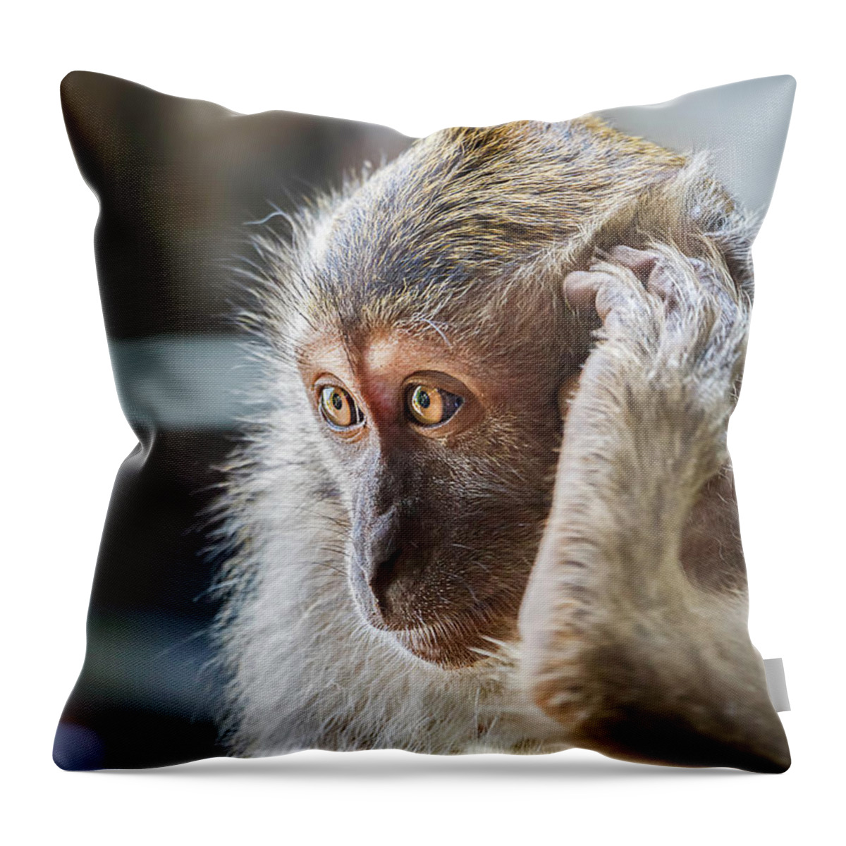 Monkey Throw Pillow featuring the photograph Hello, Monkey Here by Rick Deacon