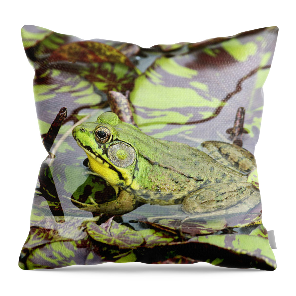 Northern Green Frog Throw Pillow featuring the photograph Can you see me? by Marina Kojukhova