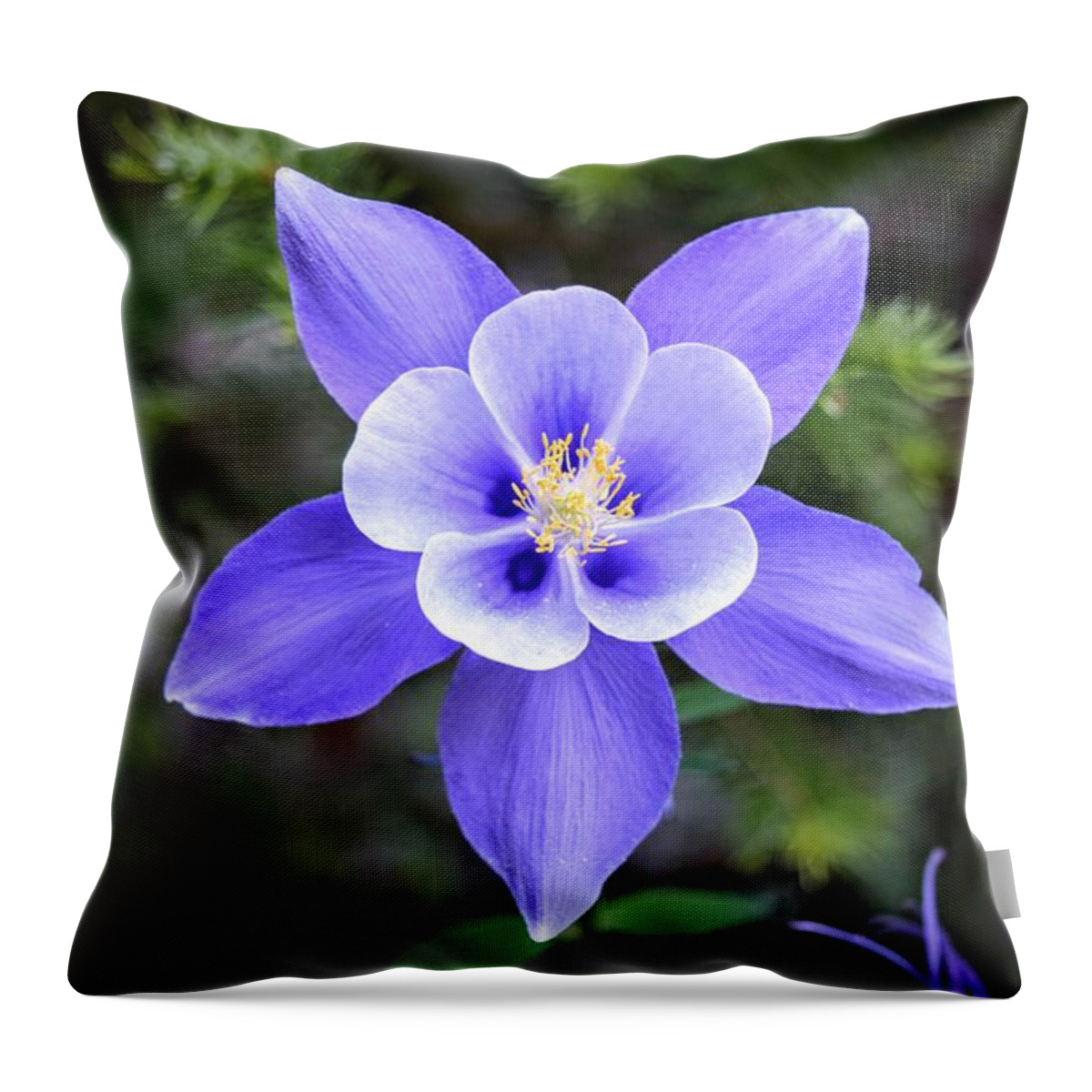Columbine Throw Pillow featuring the photograph High Country Columbine by Michael Brungardt