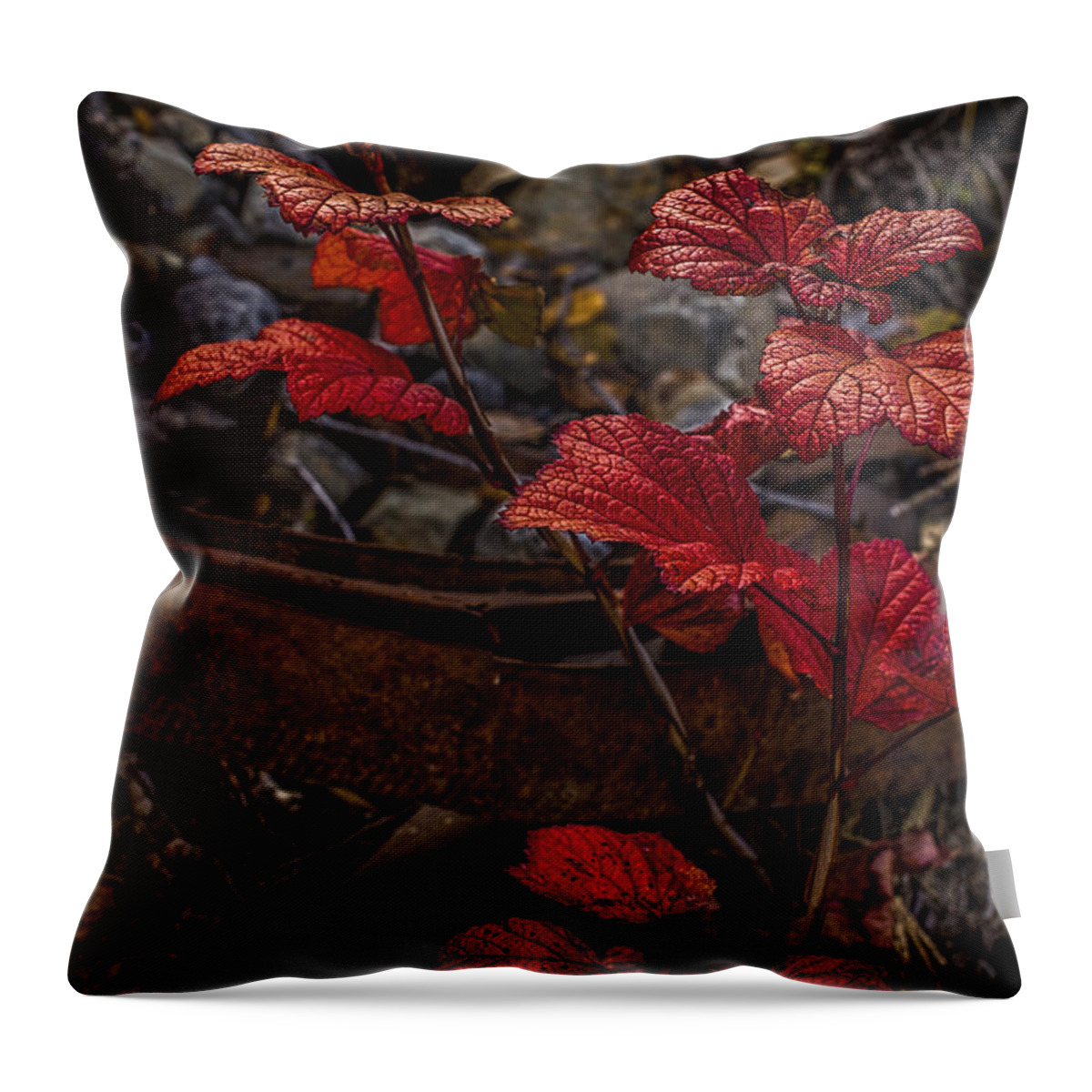 Plant Throw Pillow featuring the photograph Highbush Cranberry Leaves by Fred Denner