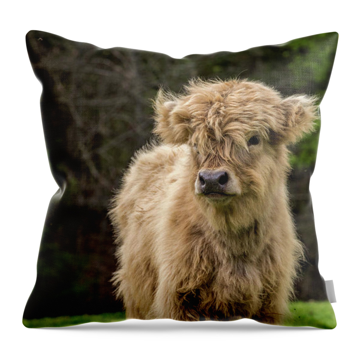 Calf Throw Pillow featuring the photograph Highland Calf by Holly Ross