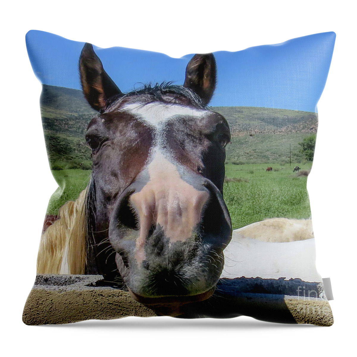 Horse Throw Pillow featuring the photograph Horse 13 by Christy Garavetto