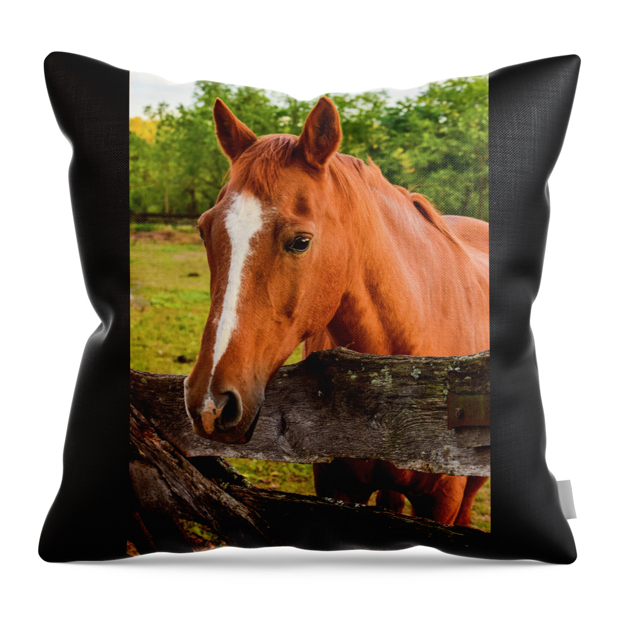 Horse Throw Pillow featuring the photograph Horse Friends by Nicole Lloyd