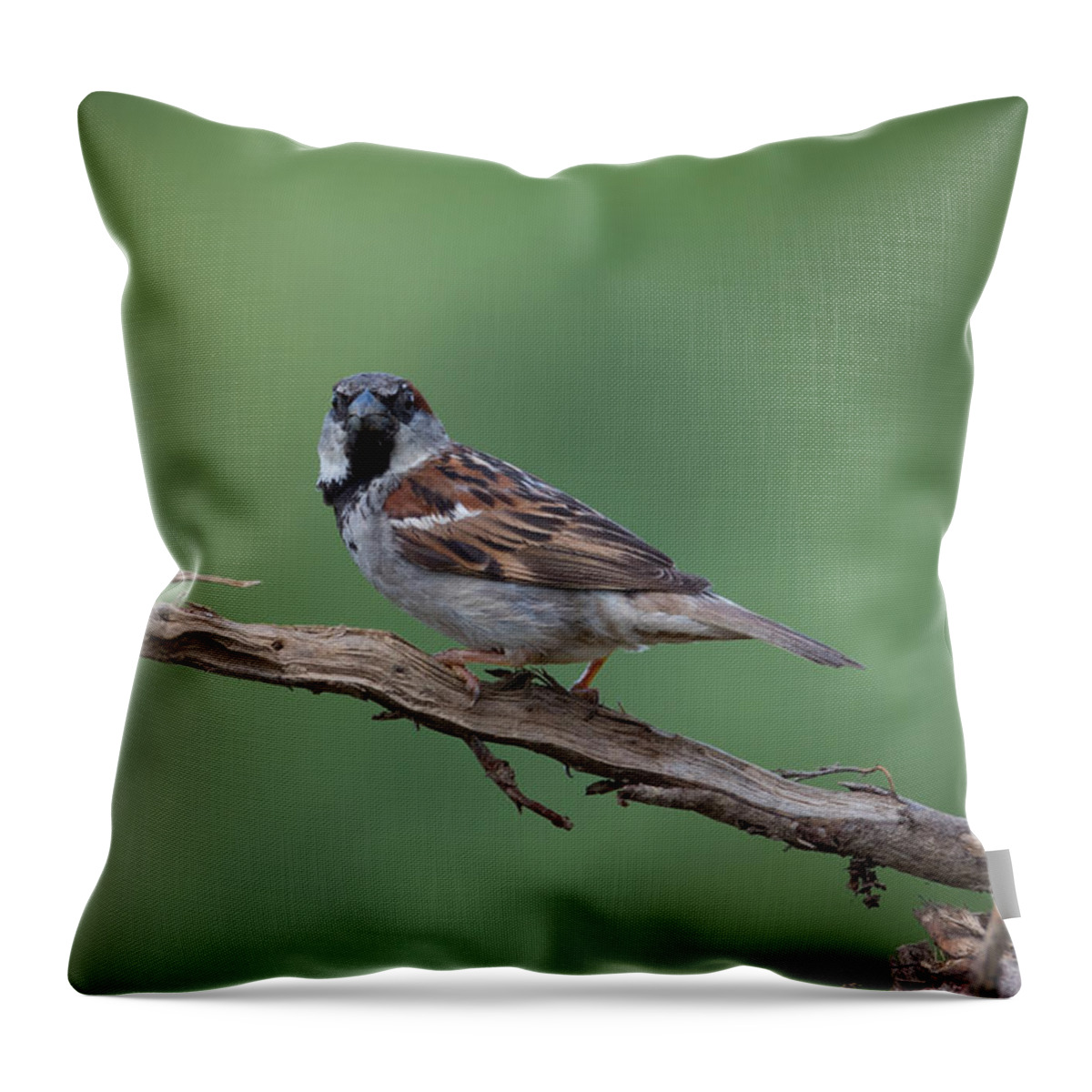 House Sparrow Throw Pillow featuring the photograph House Sparrow by Holden The Moment
