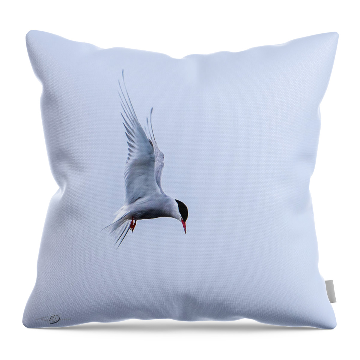 Hovering Arctric Tern Throw Pillow featuring the photograph Hovering Arctic Tern by Torbjorn Swenelius