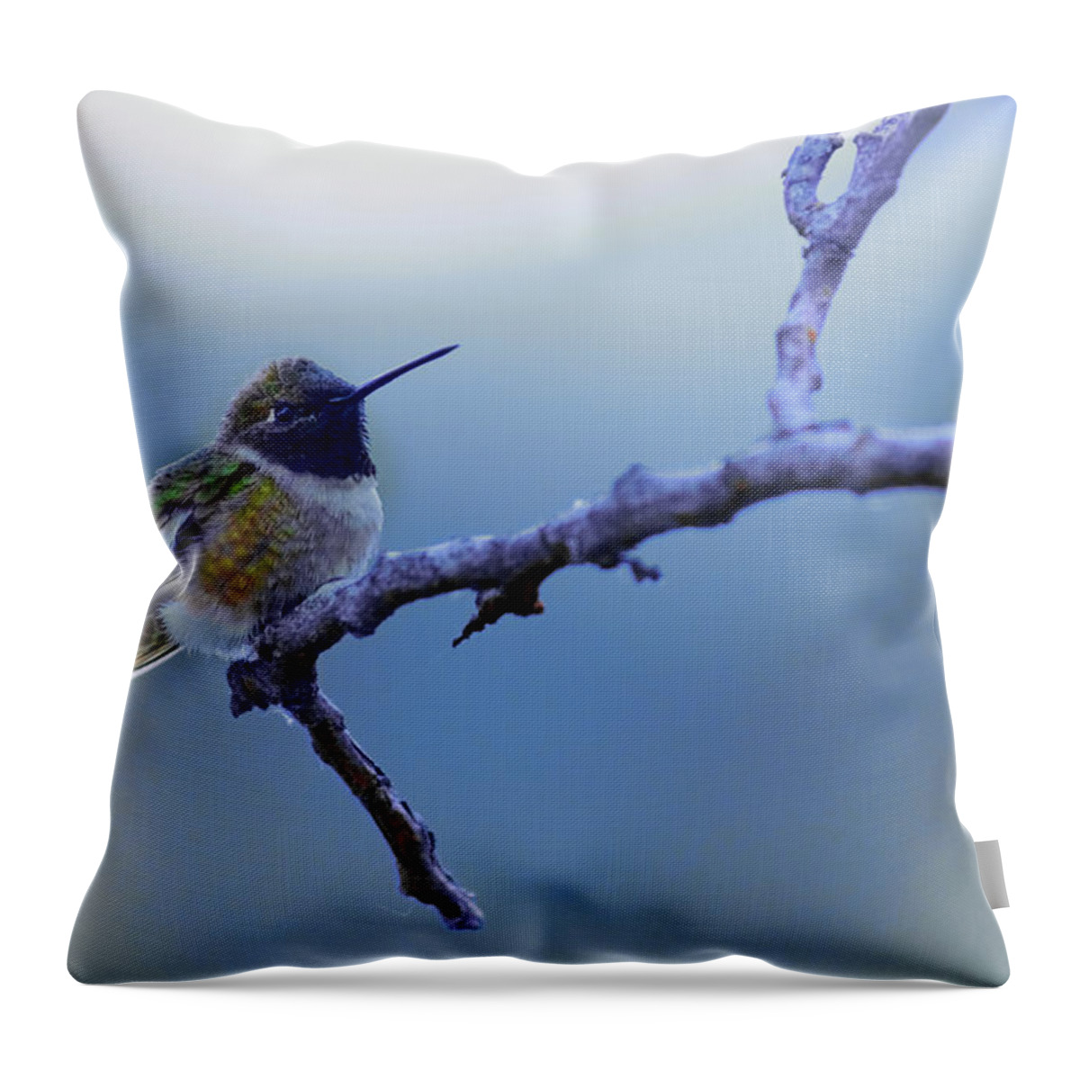 Hummingbird Throw Pillow featuring the photograph Hummingbird11 by Loni Collins
