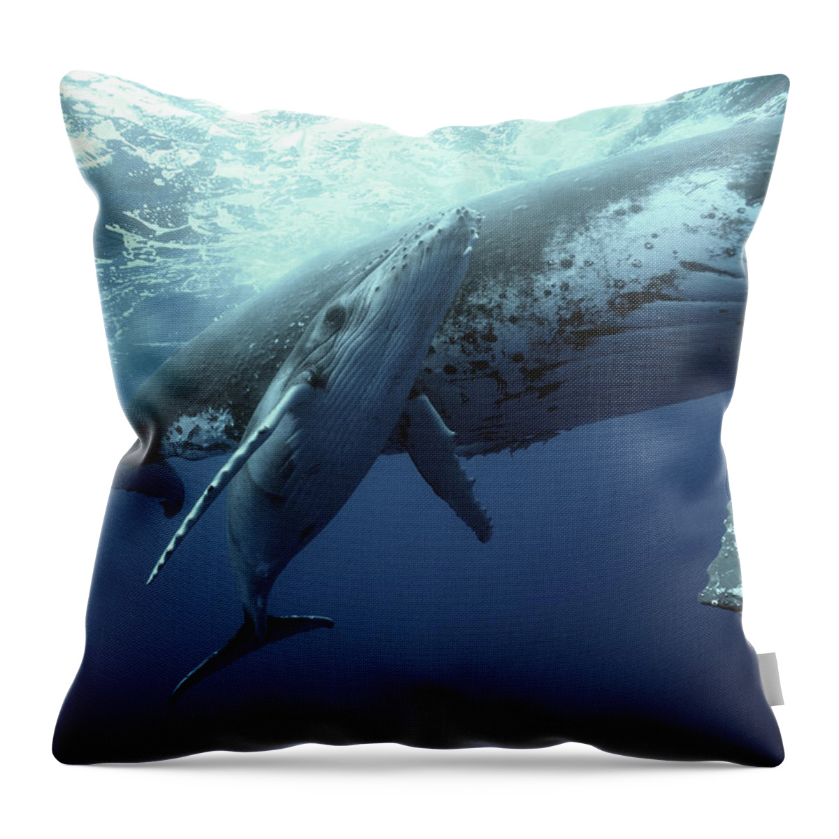 00700233 Throw Pillow featuring the photograph Humpback Whale and Calf by Mike Parry