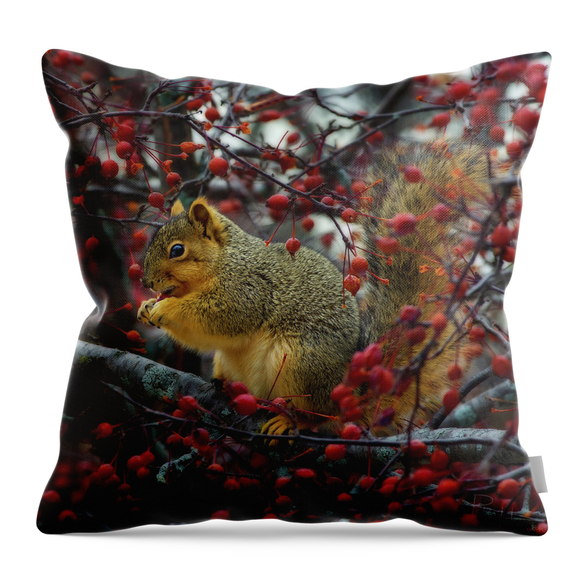 Squirrel Tree Crabapple Nature Animal Winter Autumn Wildlife Eating Throw Pillow featuring the photograph Hungry Squirrel - squirrel dining on brilliant red crabapples in late autumn by Peter Herman