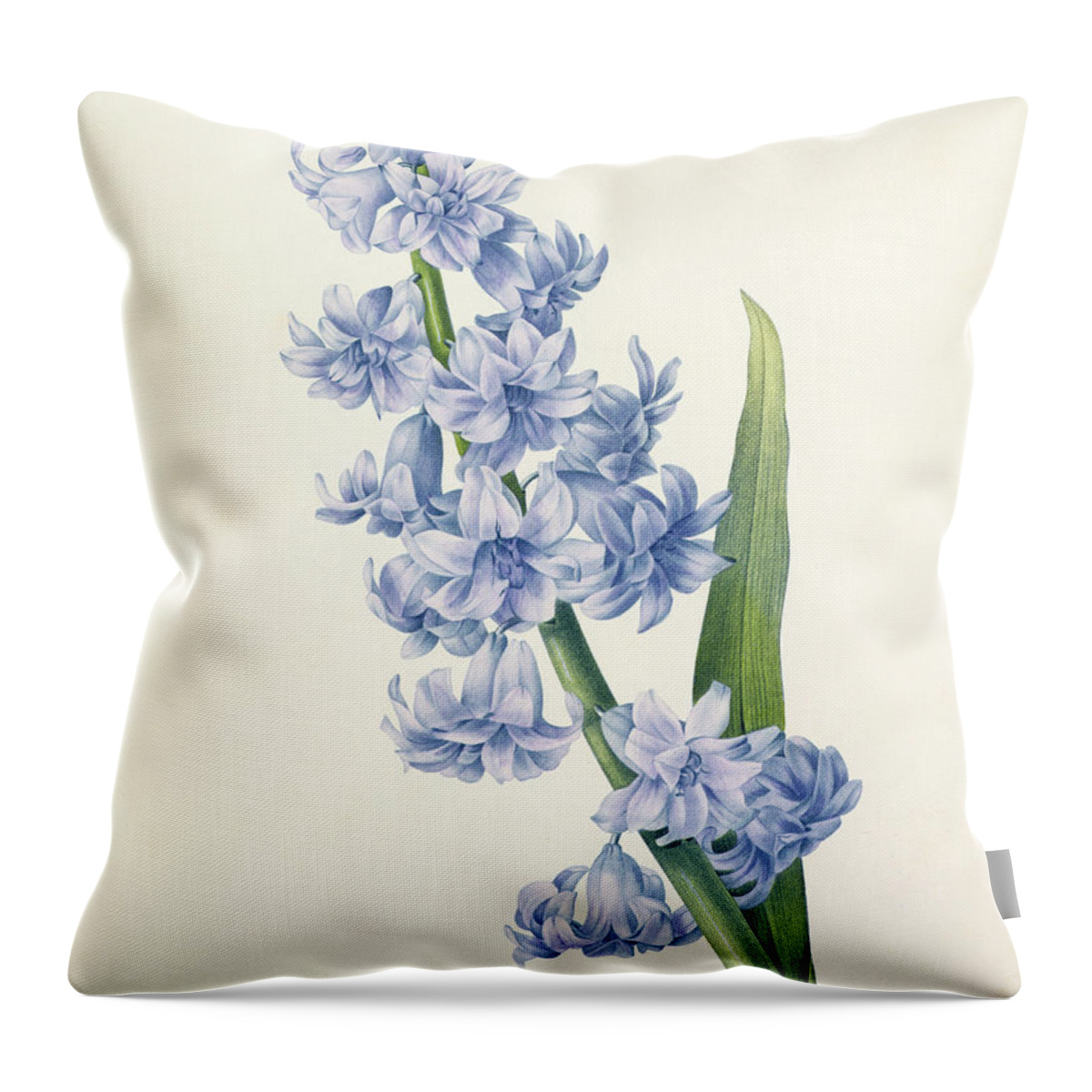 Hyacinthus Throw Pillow featuring the drawing Hyacinth by Pierre Joseph Redoute