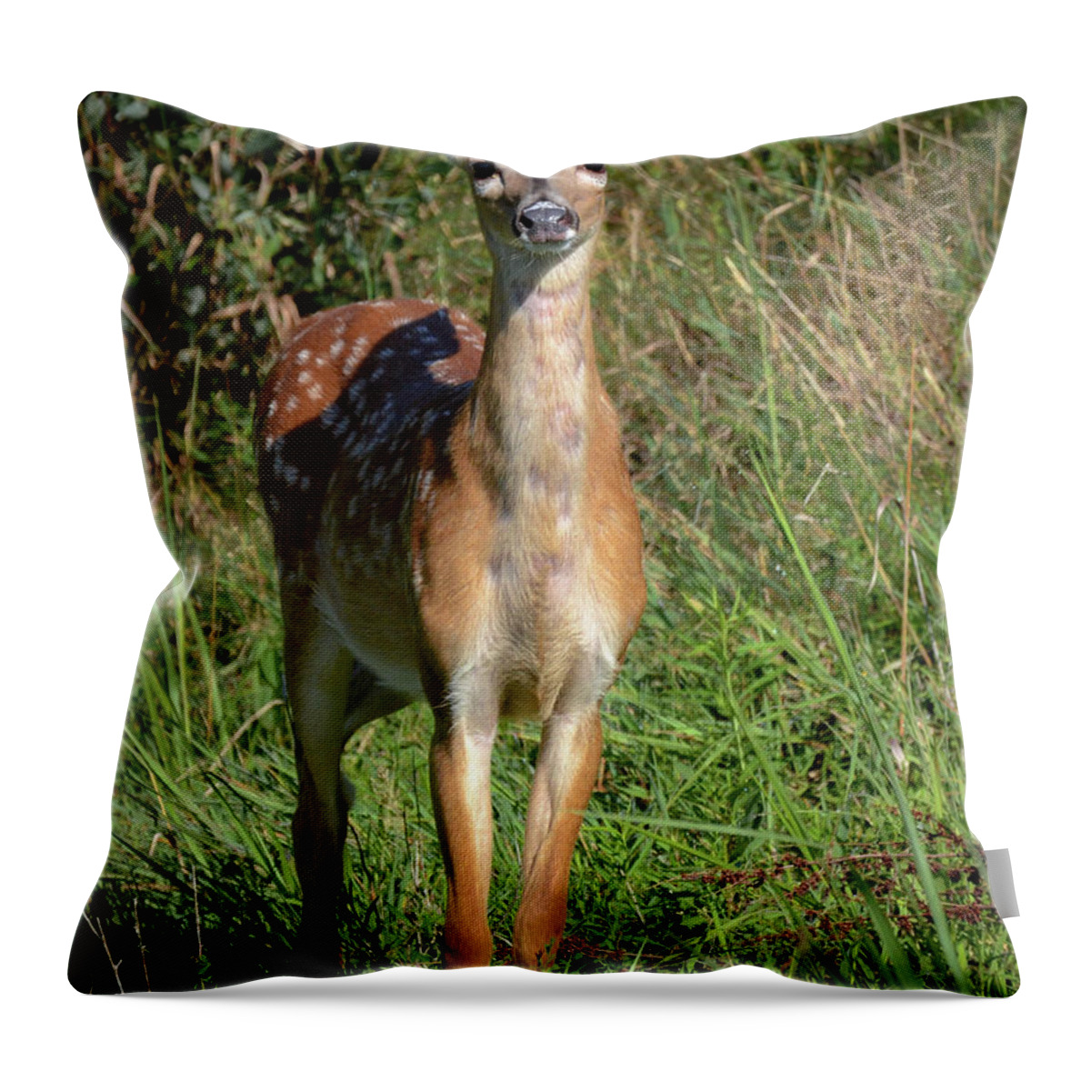 Deer Throw Pillow featuring the photograph I See You by Amy Porter
