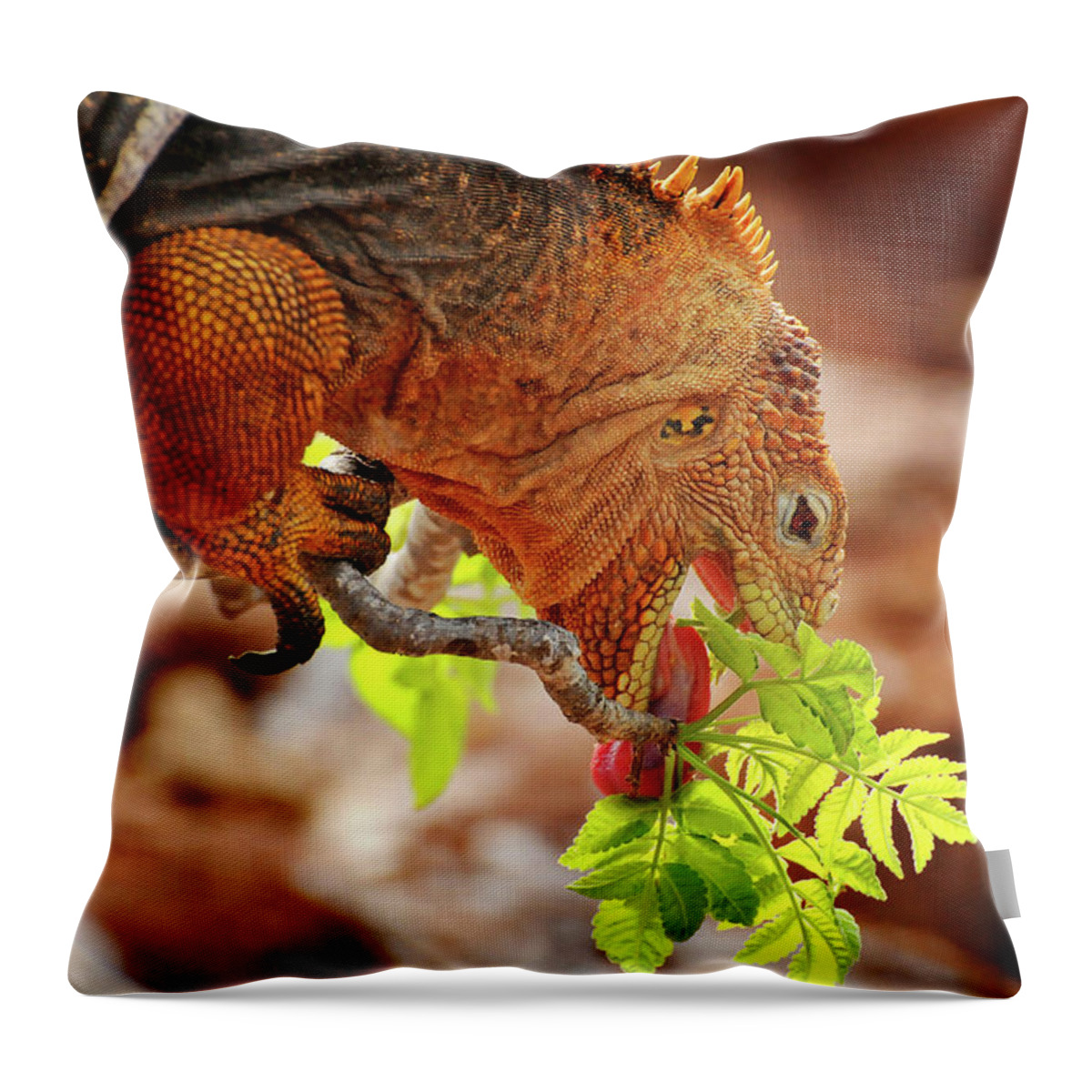 Iguana Throw Pillow featuring the photograph Iguana Lunch by Ted Keller