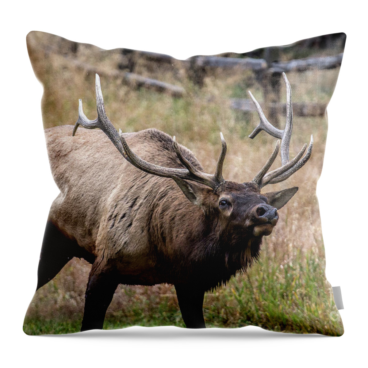 Bull Elk Throw Pillow featuring the photograph In this Corner by Jim Garrison