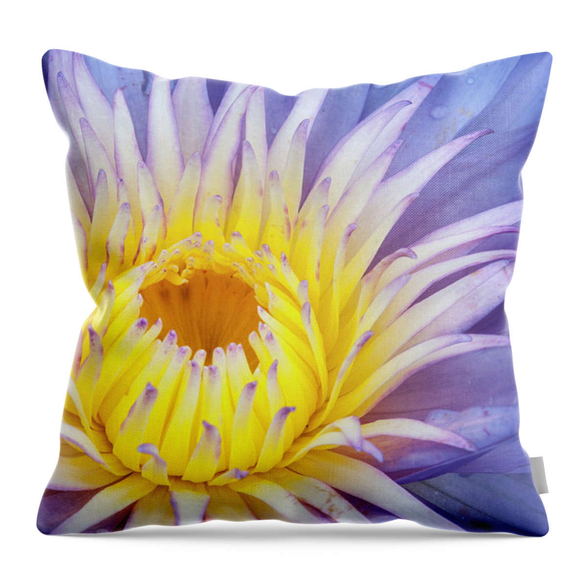 Waterlily Throw Pillow featuring the photograph Perfect symmetry of a blossom by Usha Peddamatham