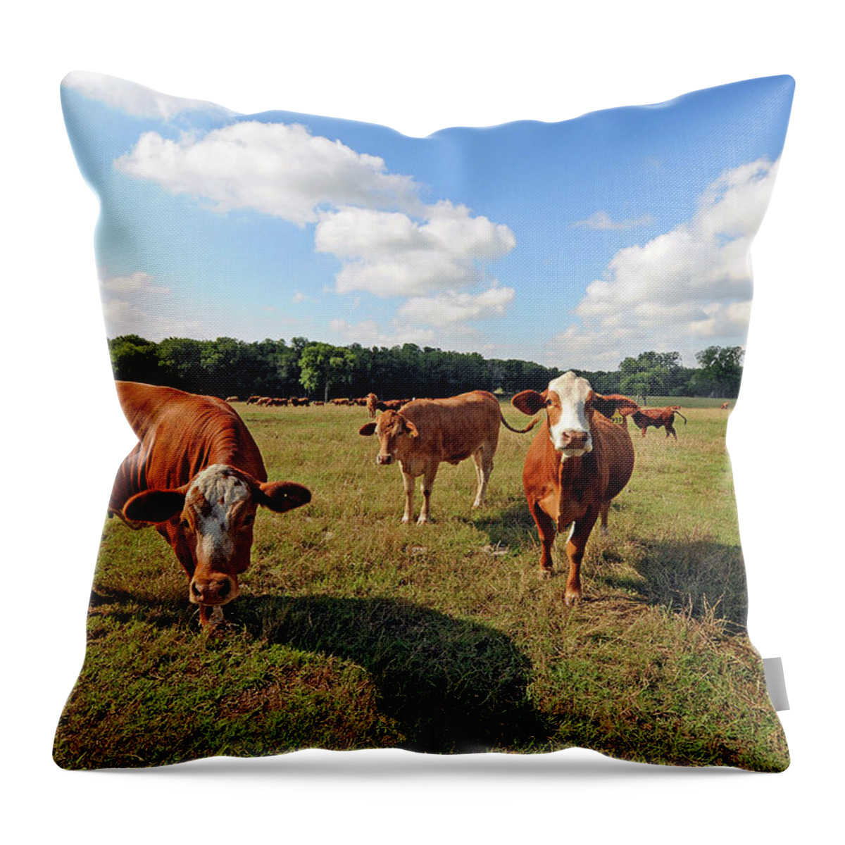 Inquisitive Throw Pillow featuring the photograph Inquisitive Cattle by Ted Keller