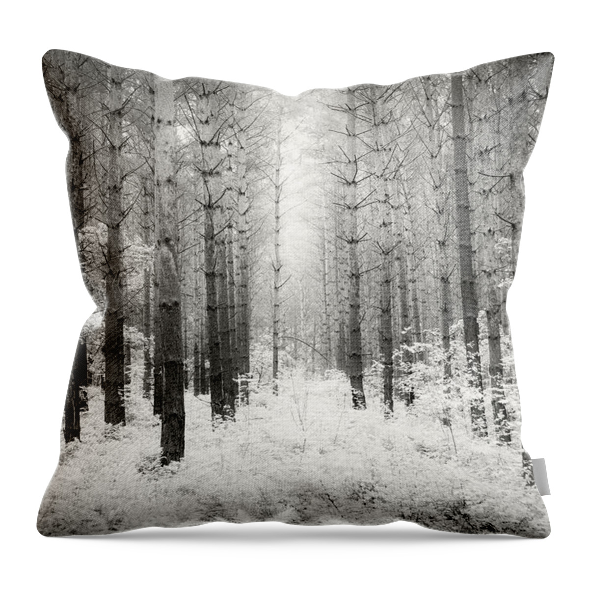 Dresden Throw Pillow featuring the photograph Into the Forest - Nr. 3 by Dorit Fuhg