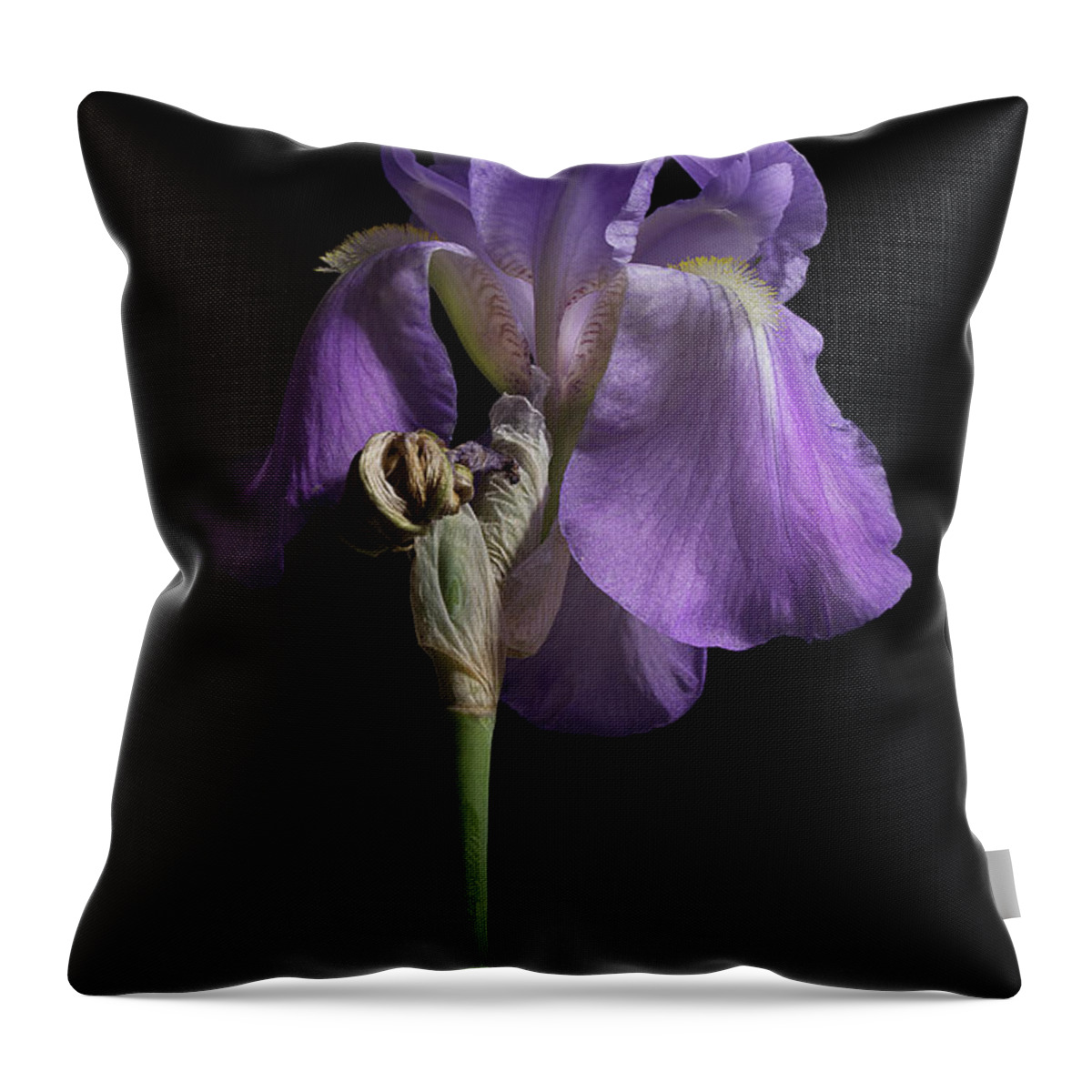 Purple Iris Throw Pillow featuring the photograph Iris Series 1 by Mike Eingle