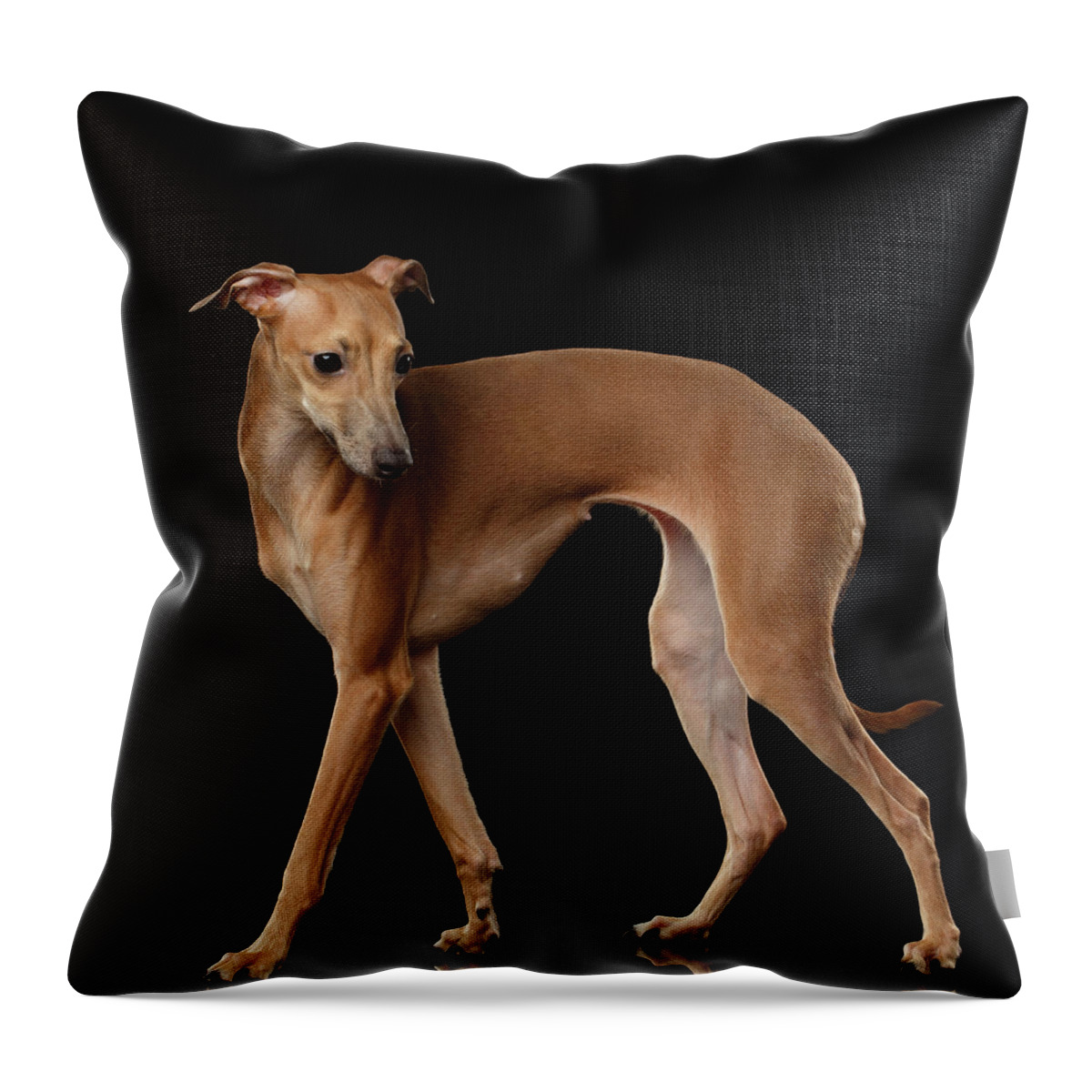 Greyhound Throw Pillow featuring the photograph Italian Greyhound Dog Standing isolated by Sergey Taran