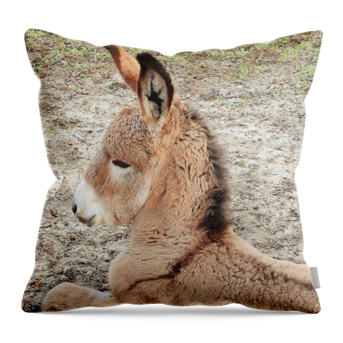 Donkey Throw Pillow featuring the photograph Jenny Lee by Jan Gelders