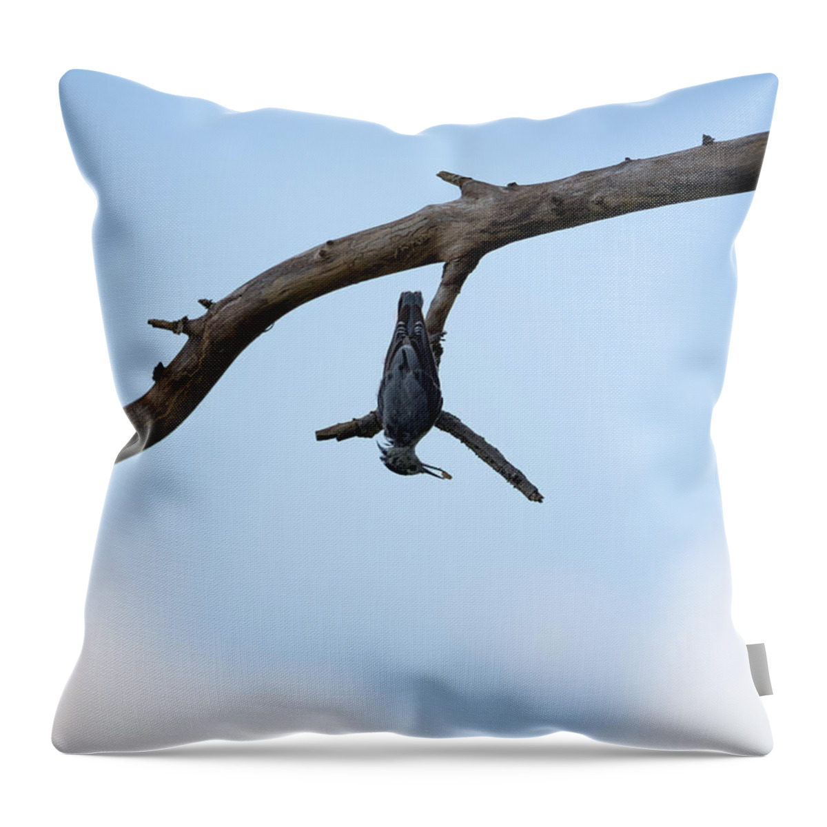 Bird Throw Pillow featuring the photograph Just Hanging Around by Holden The Moment