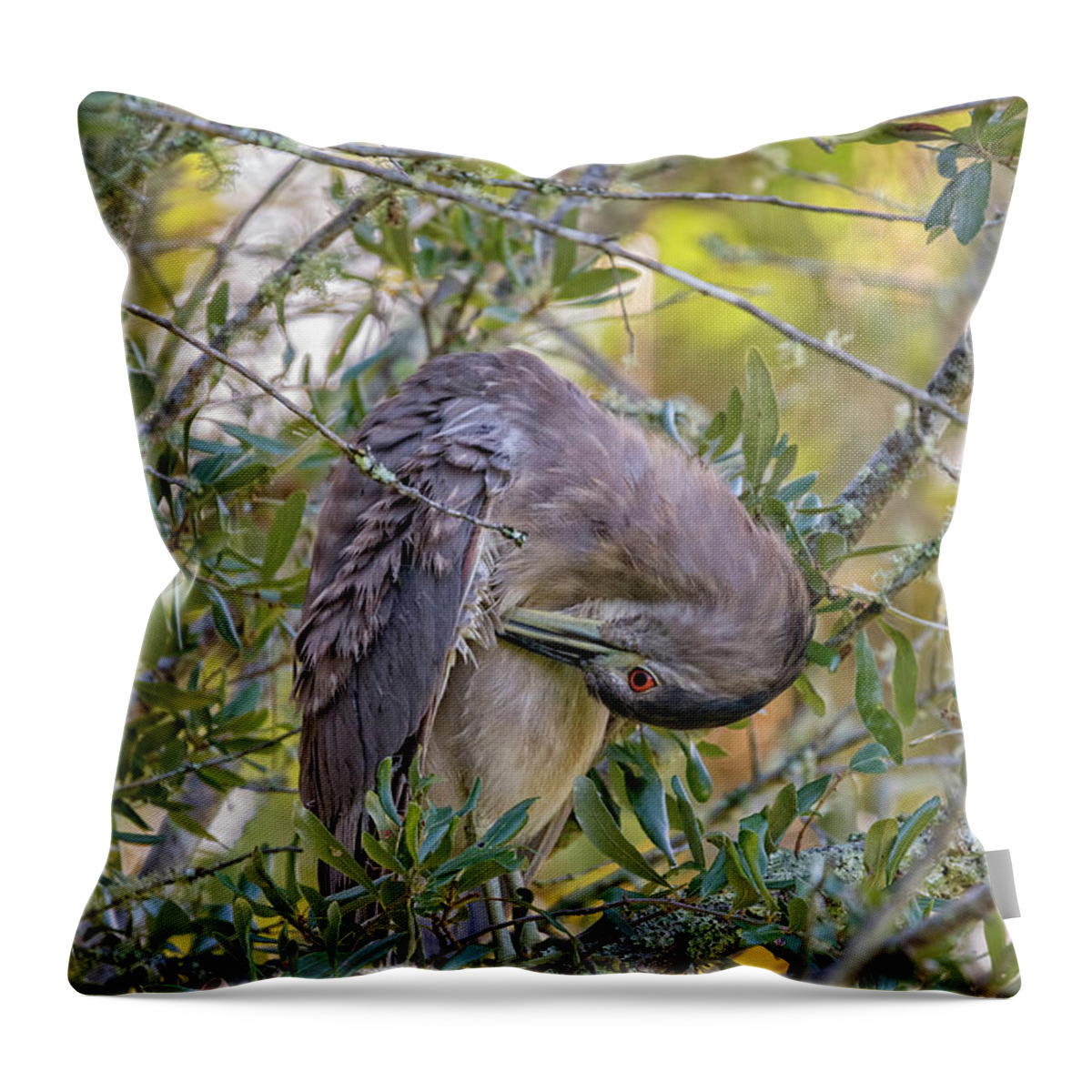 Herons Throw Pillow featuring the photograph Juvenile Black Crowned Night Heron Preening by DB Hayes