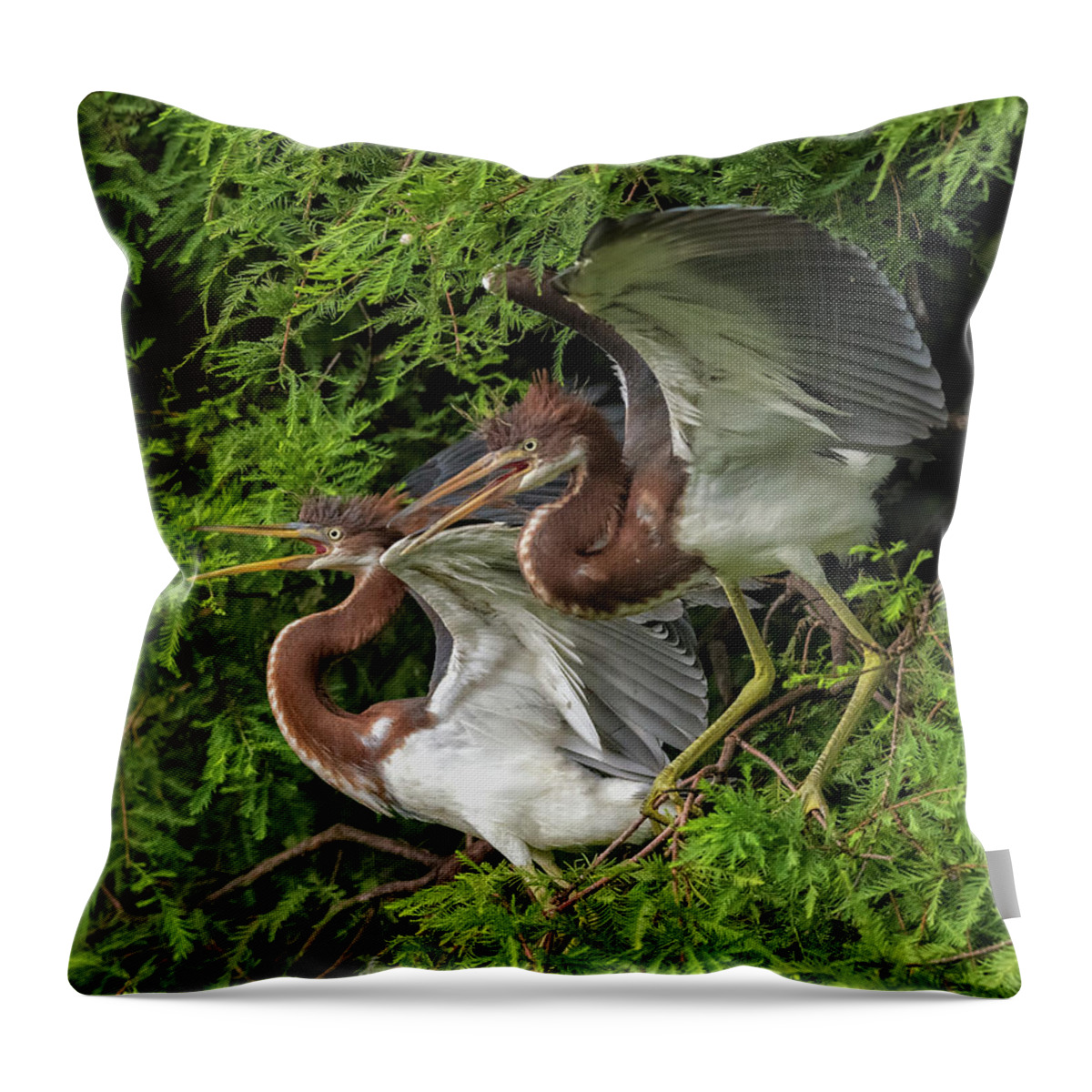 Herons Throw Pillow featuring the photograph Juvenile Tricolored Heron Siblings by DB Hayes