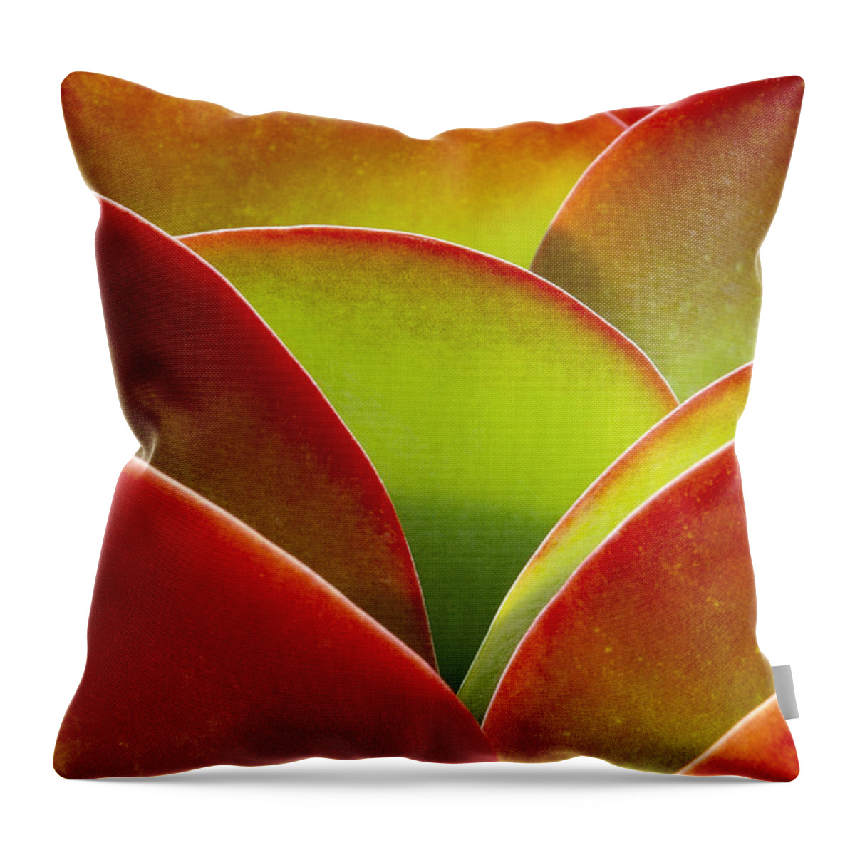 Green Wall Throw Pillow featuring the photograph Kalanchoe thyrsiflora by Saxon Holt
