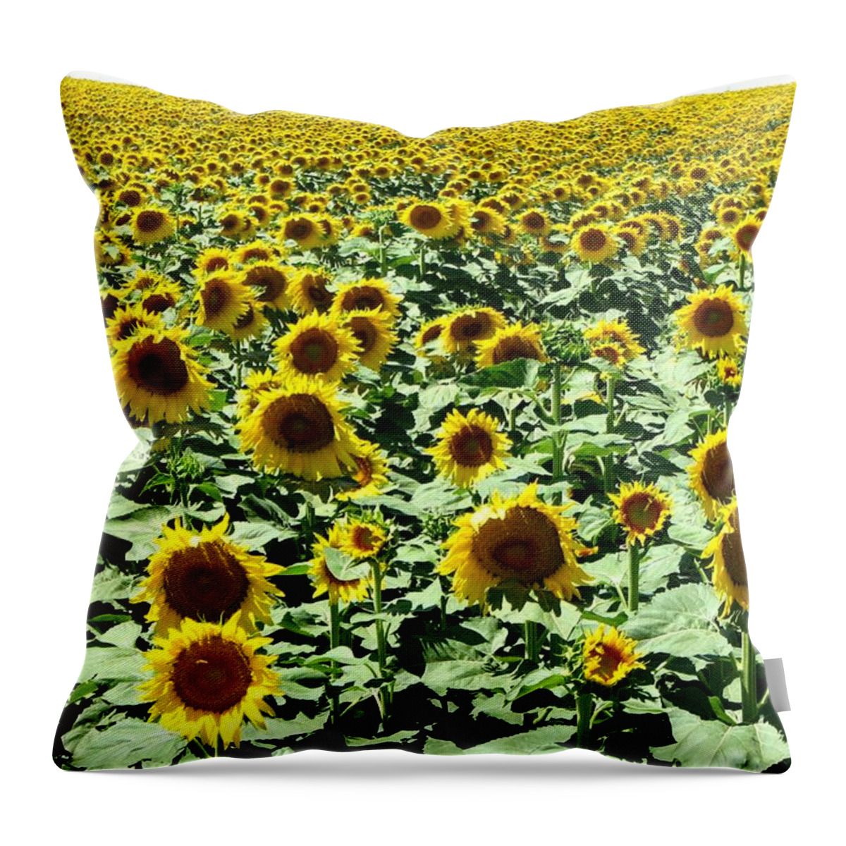Sunflowers Throw Pillow featuring the photograph Kansas Sunflower Field by Keith Stokes