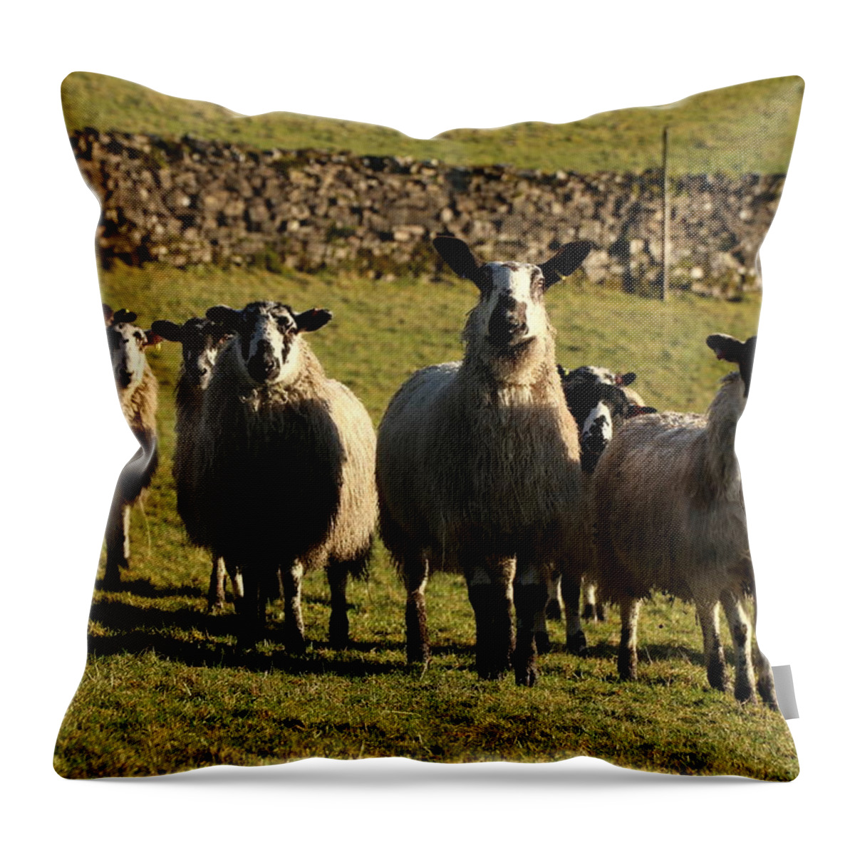 Sheep Throw Pillow featuring the photograph King of the sheep by Lukasz Ryszka