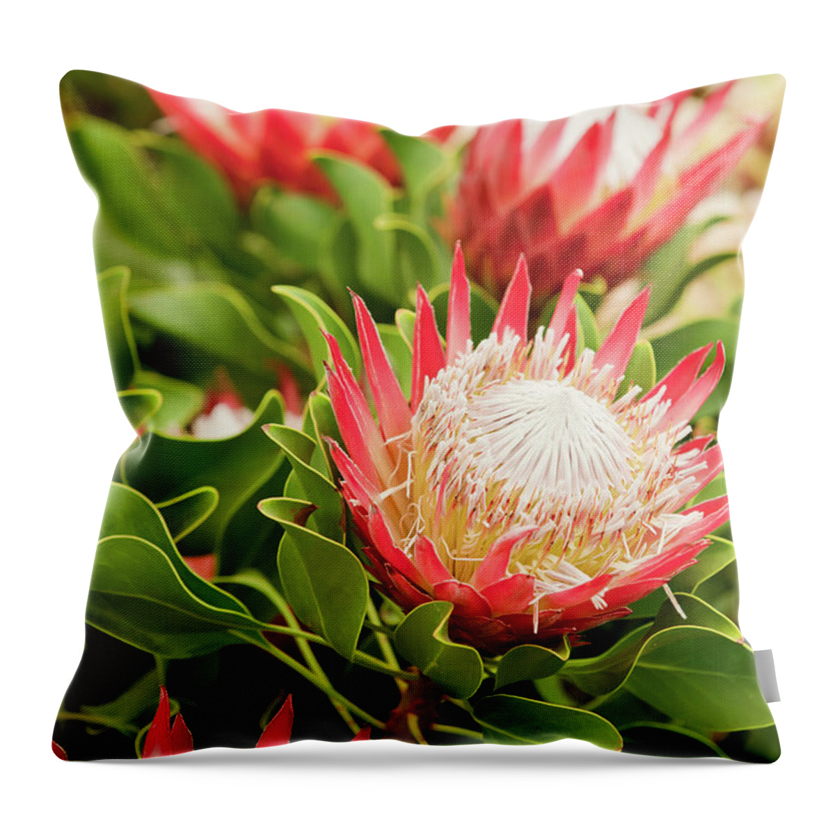 King Protea Throw Pillow featuring the photograph King Protea flowers by Simon Bratt