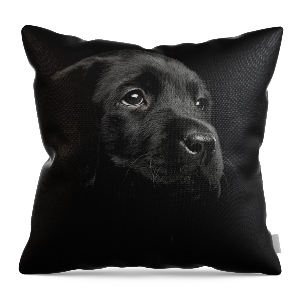 Puppy Throw Pillow featuring the photograph Labrador Retriever puppy isolated on black background by Sergey Taran