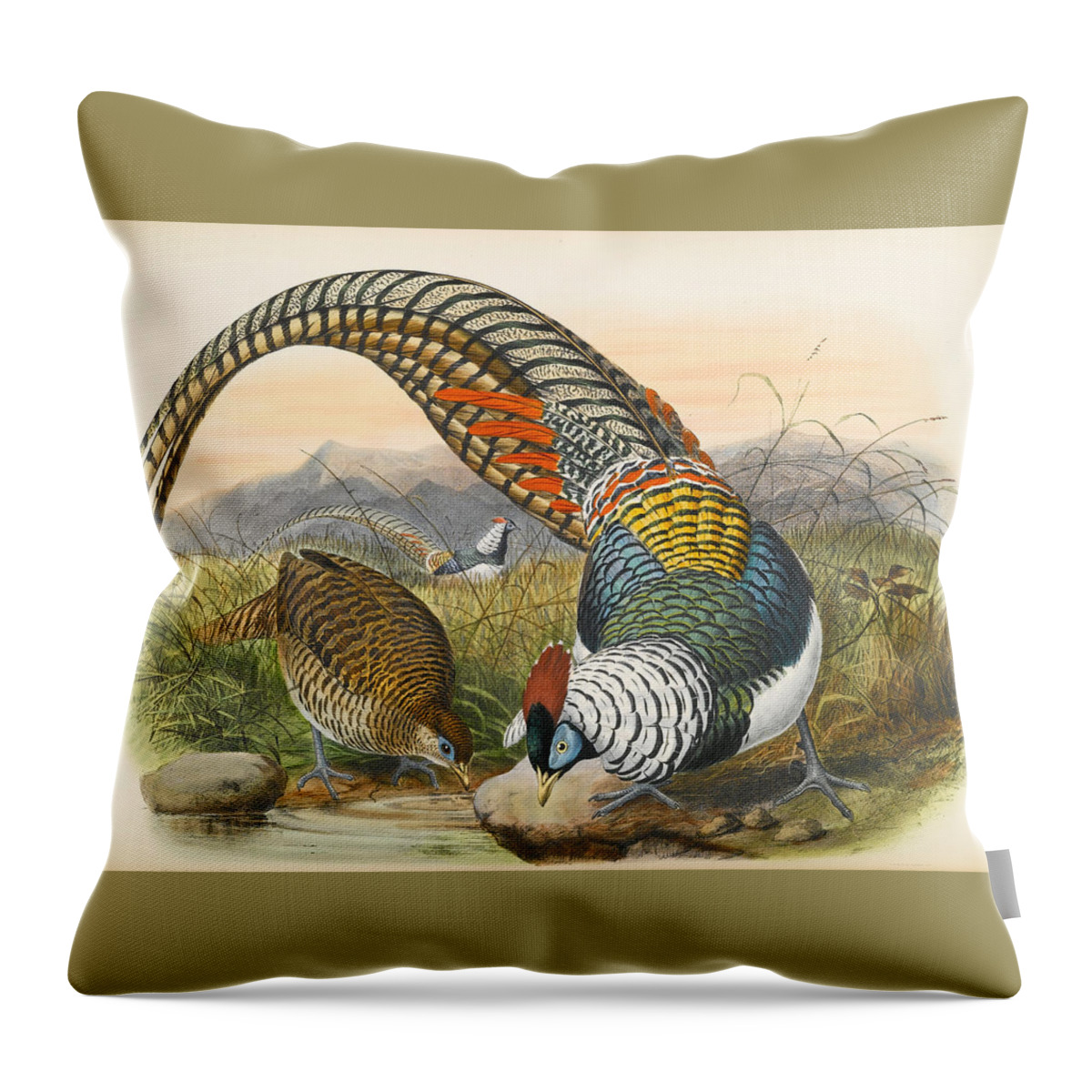 Joseph Wolf Throw Pillow featuring the drawing Lady Amherst's pheasant. Chrysolophus amherstiae by Joseph Wolf