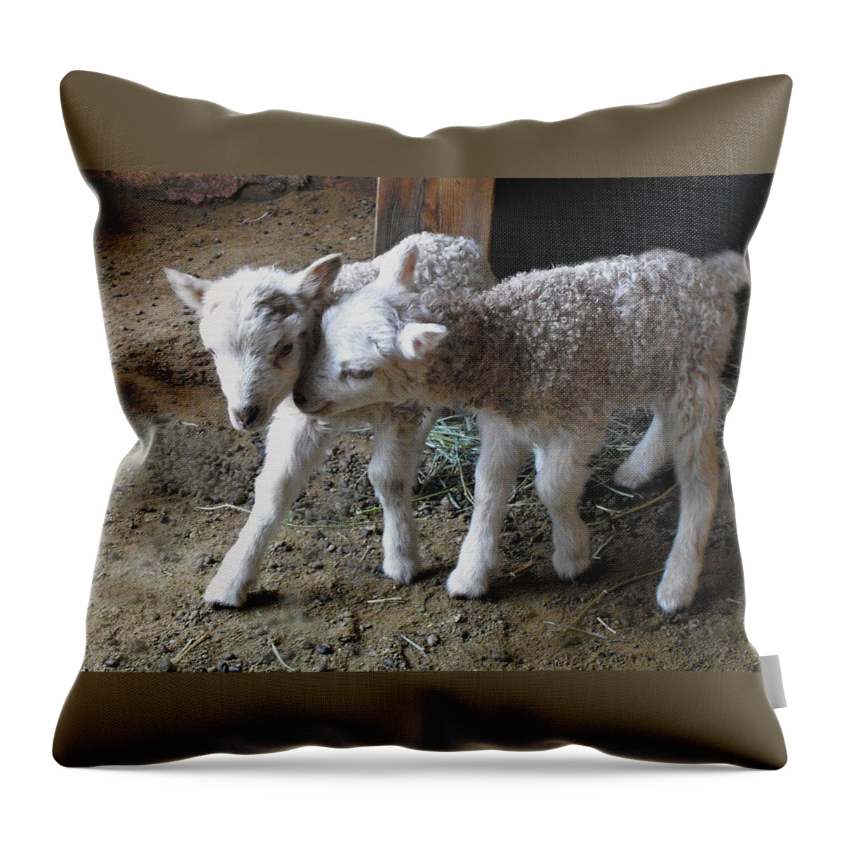 Lamb Throw Pillow featuring the photograph Lambs by Kae Cheatham