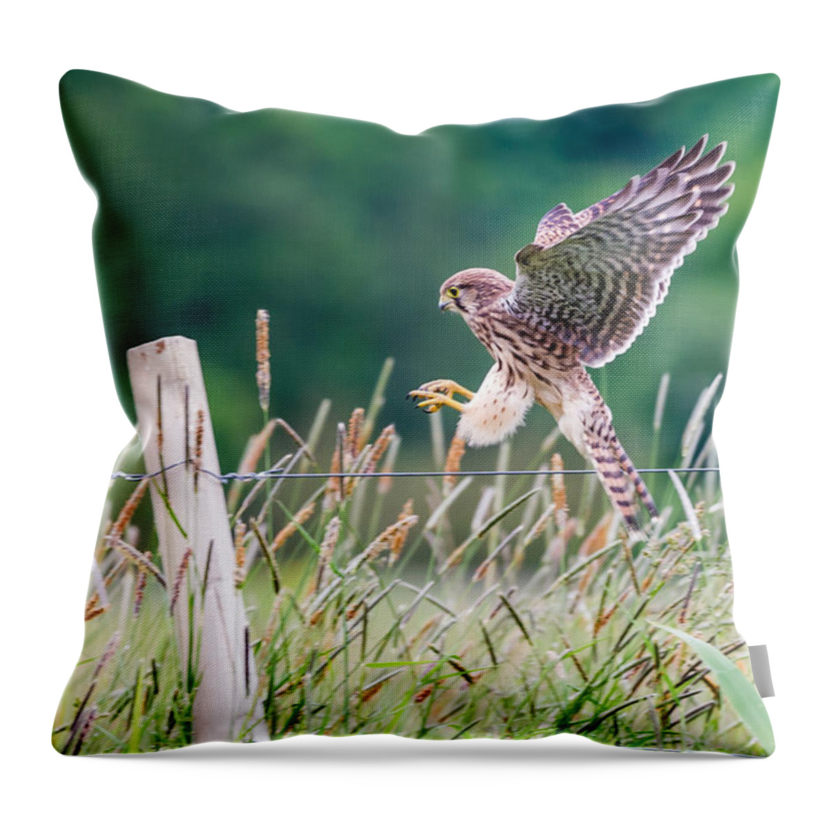 Kestrel's Landing Throw Pillow featuring the photograph Landing by Torbjorn Swenelius