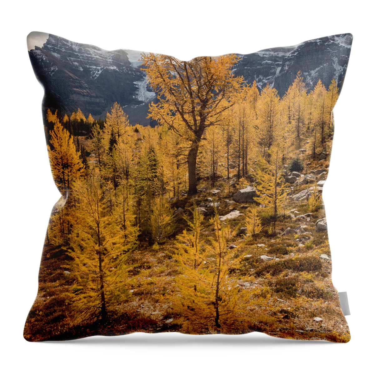 Larches Throw Pillow featuring the photograph Larch Family by Emily Dickey