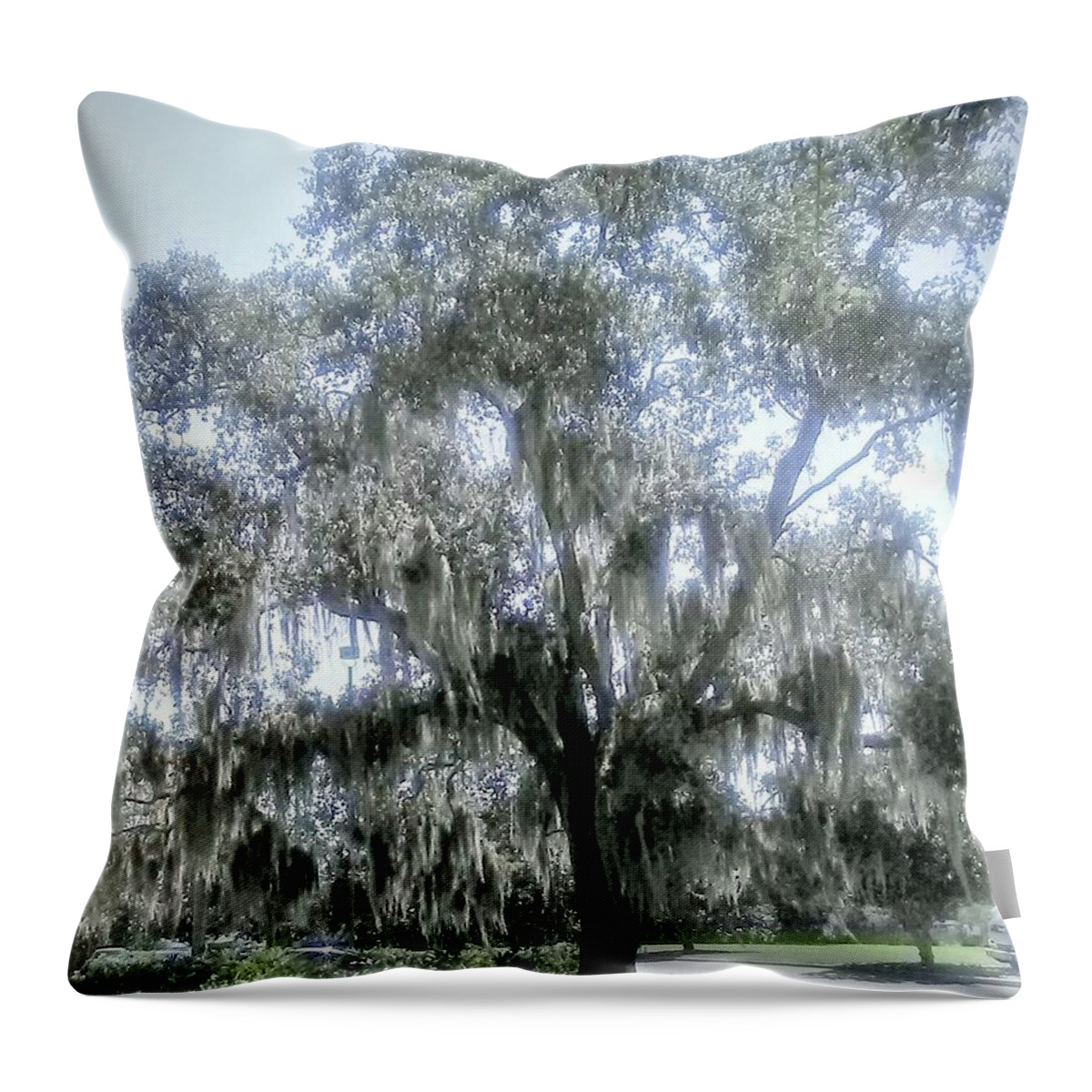 Tree. Florida Throw Pillow featuring the photograph Largo's Spanish Moss by Suzanne Berthier