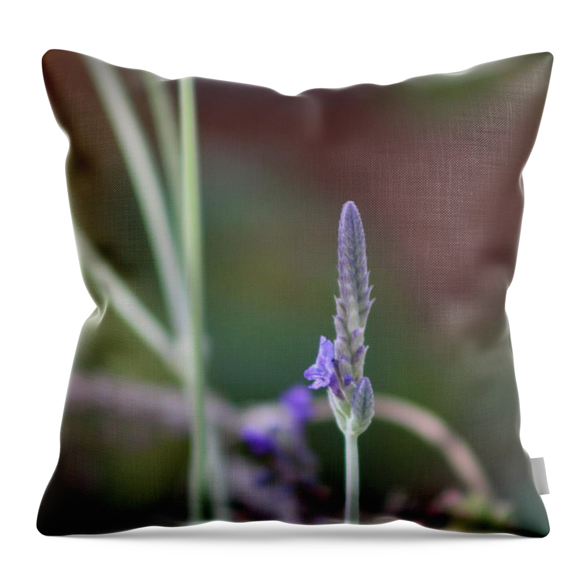 Lavender Throw Pillow featuring the photograph Lavender Spike Against Barn Red by Colleen Cornelius