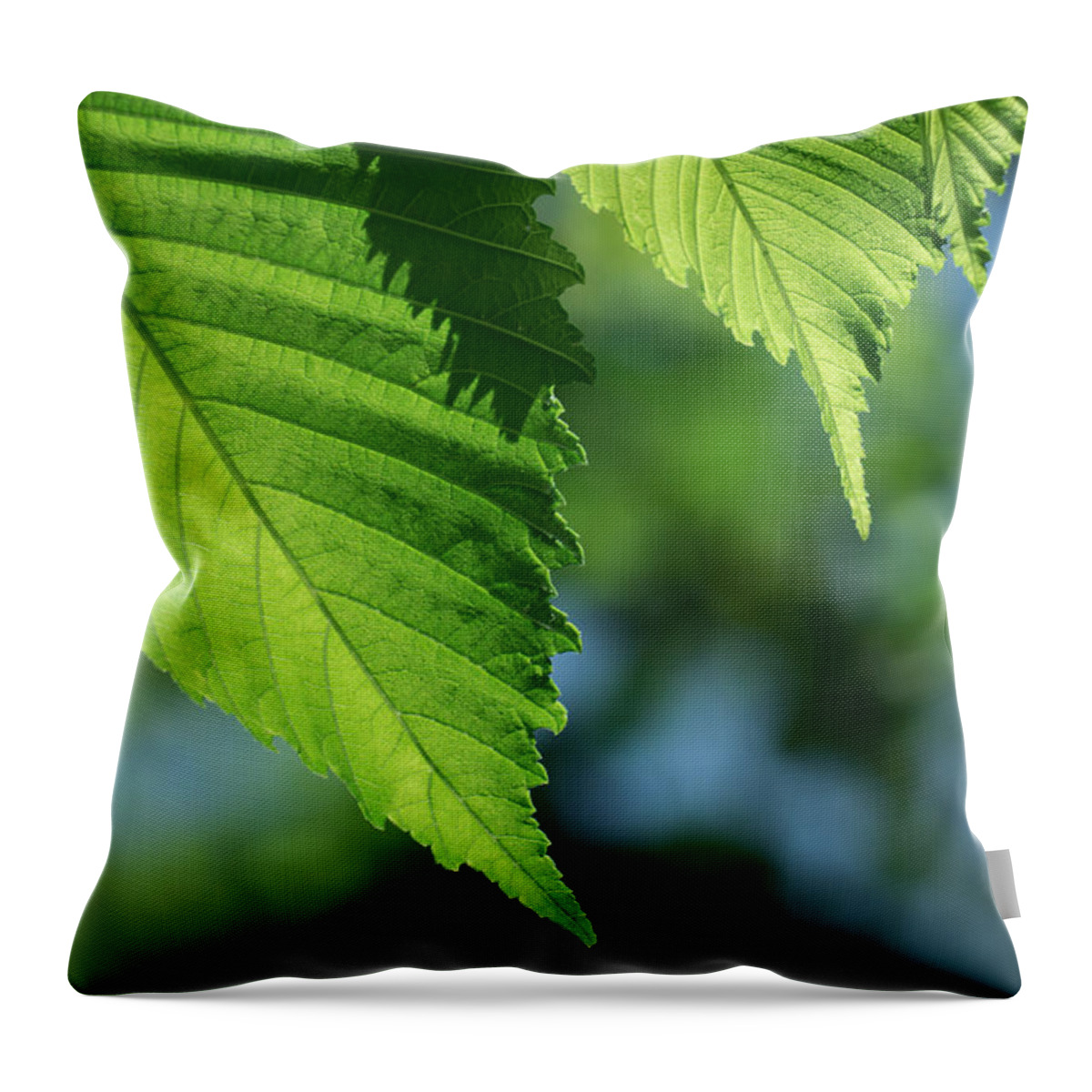 Leaves Throw Pillow featuring the photograph Leaf Variation 1 of 3 by James Barber