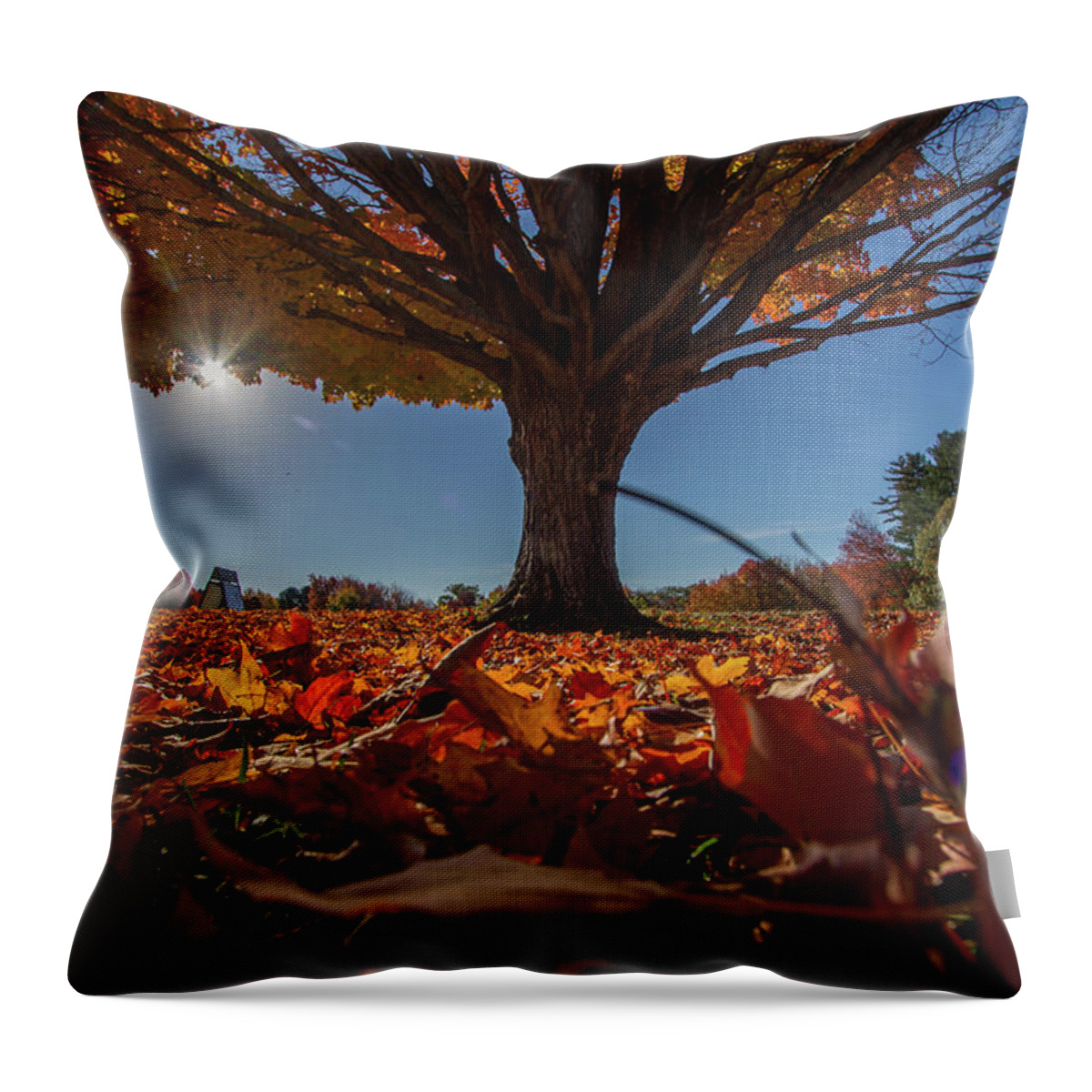 Sunlight Throw Pillow featuring the photograph Leaves by Darryl Hendricks