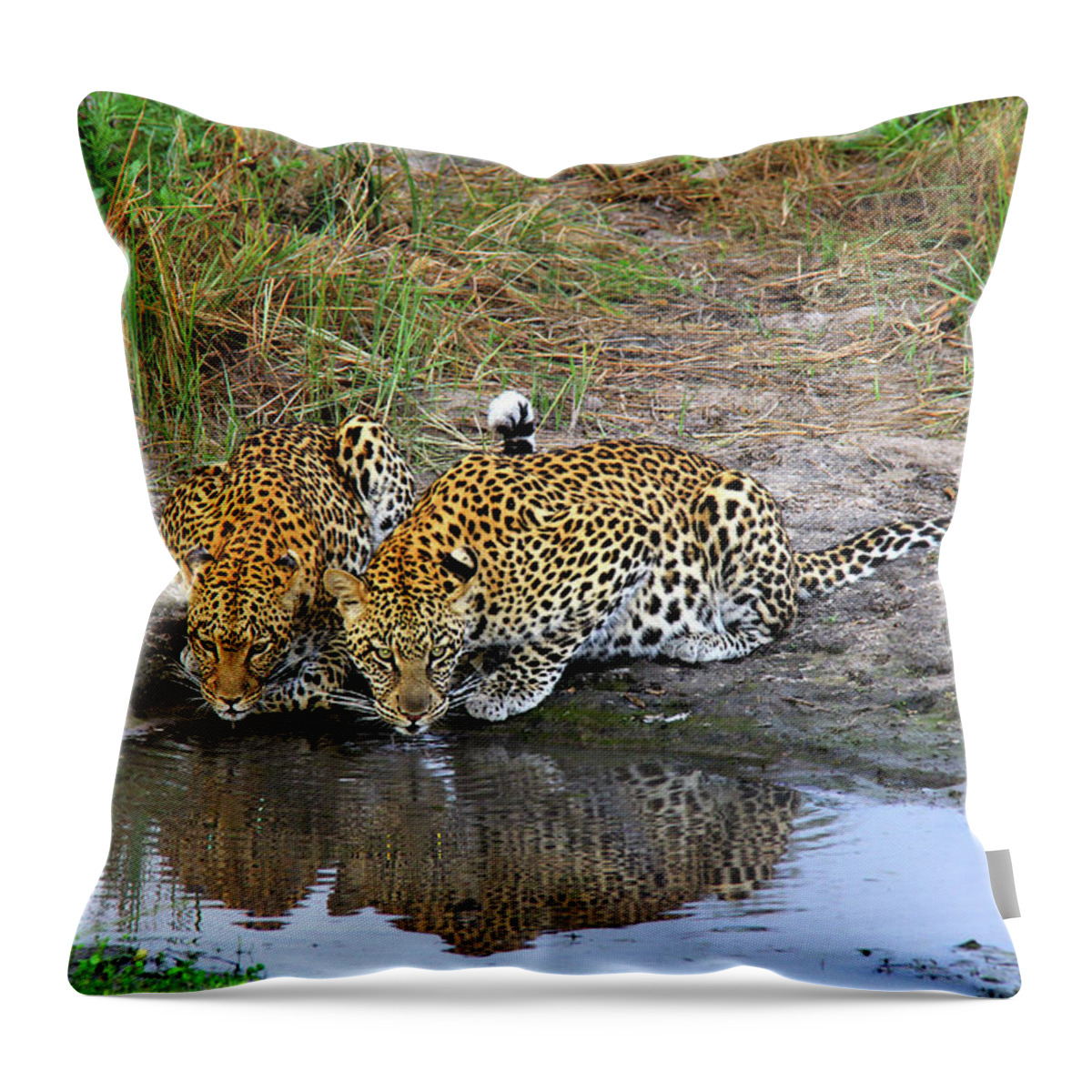 Leopard Throw Pillow featuring the photograph Leopards by Richard Krebs