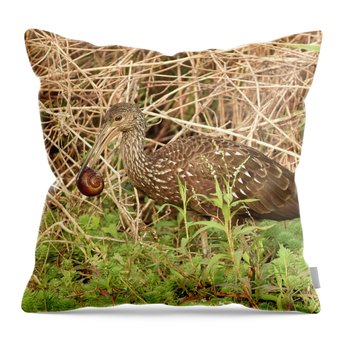 Limpkin Throw Pillow featuring the photograph Limpkin Eating an Apple Snail by Artful Imagery