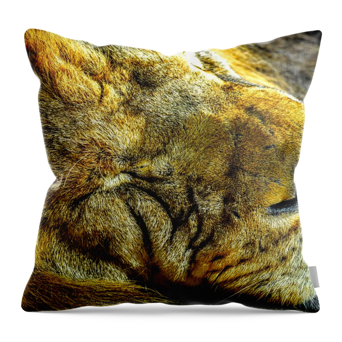 Lion Throw Pillow featuring the photograph Lion Around by Michael Brungardt