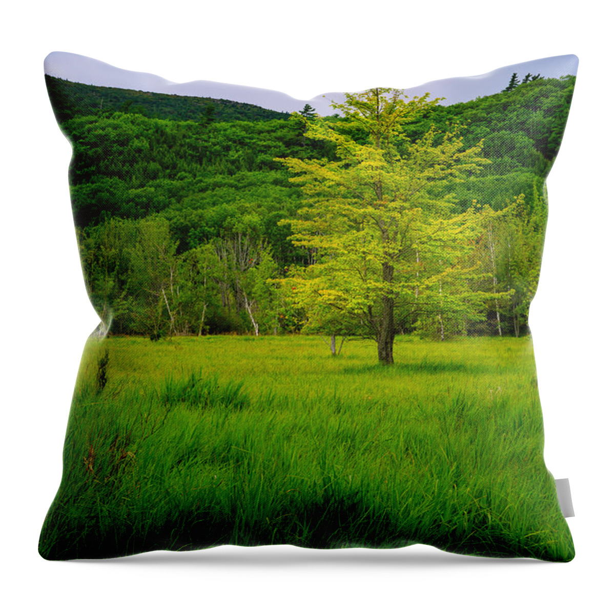 Acadia Throw Pillow featuring the photograph Lone Tree Sieur de Mont Woodland Acadia by Jeff Sinon