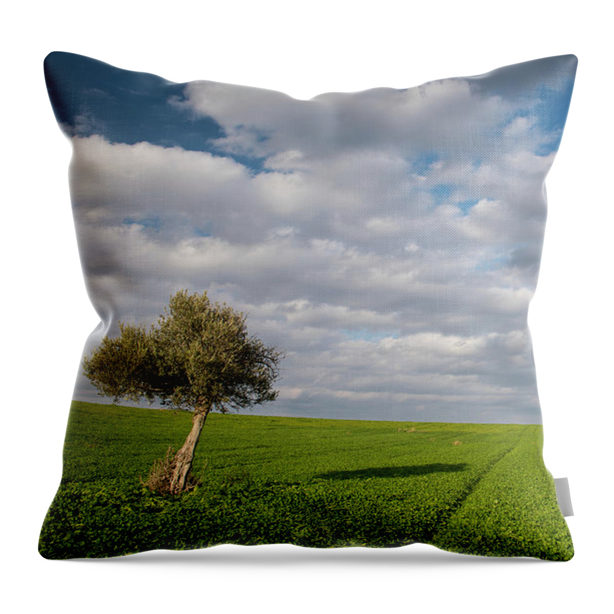 Olive Tree Throw Pillow featuring the photograph Lonely Olive tree in a green field and moving clouds by Michalakis Ppalis