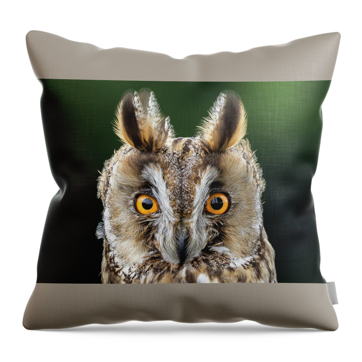 Long Eared Owl Throw Pillow featuring the photograph Long Eared Owl 1 by Nigel R Bell