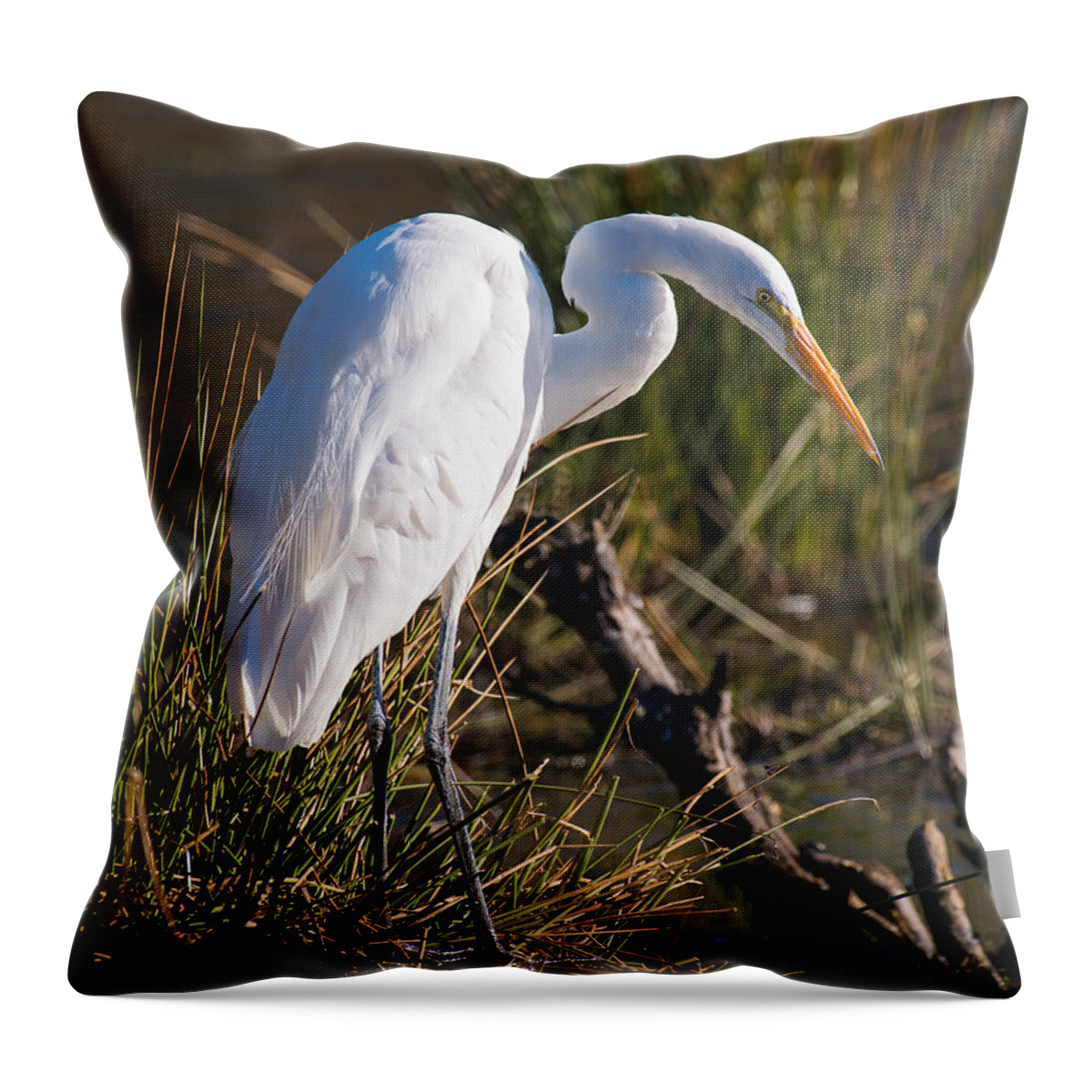 Great White Egret Hunt Hunting Looking For Lunch Day Sun Sunny Sunshine Fall Autumn Vertical Wildlife Bird Birds Refuge Nature Throw Pillow featuring the photograph Looking For Lunch by Patrick Campbell